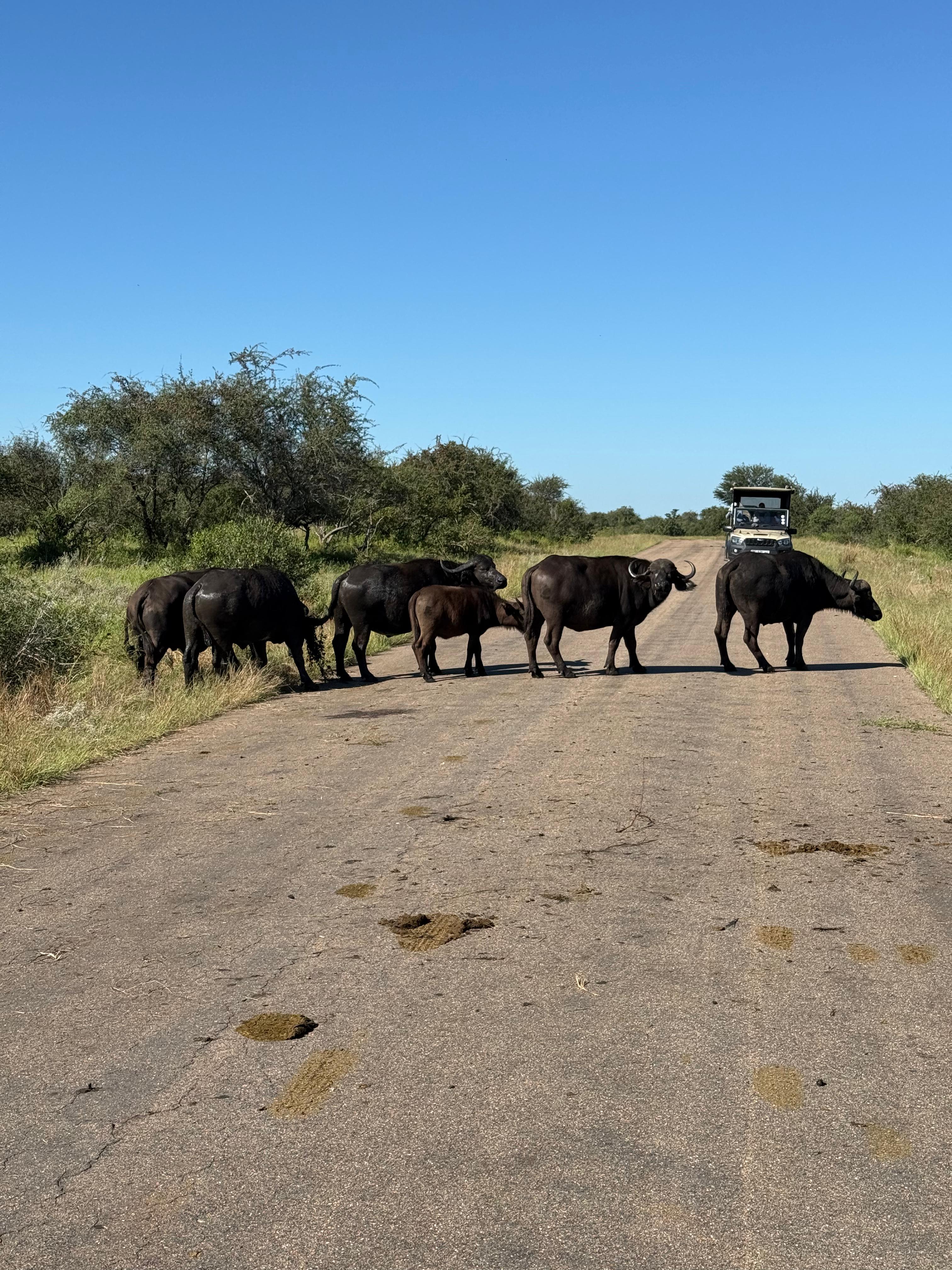MaryClaire Murray - Buffalo walking across the road on Vikela Kruger project