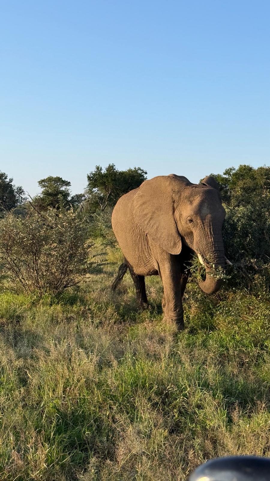 MaryClaire Murray - Elephant in the bush at Vikela