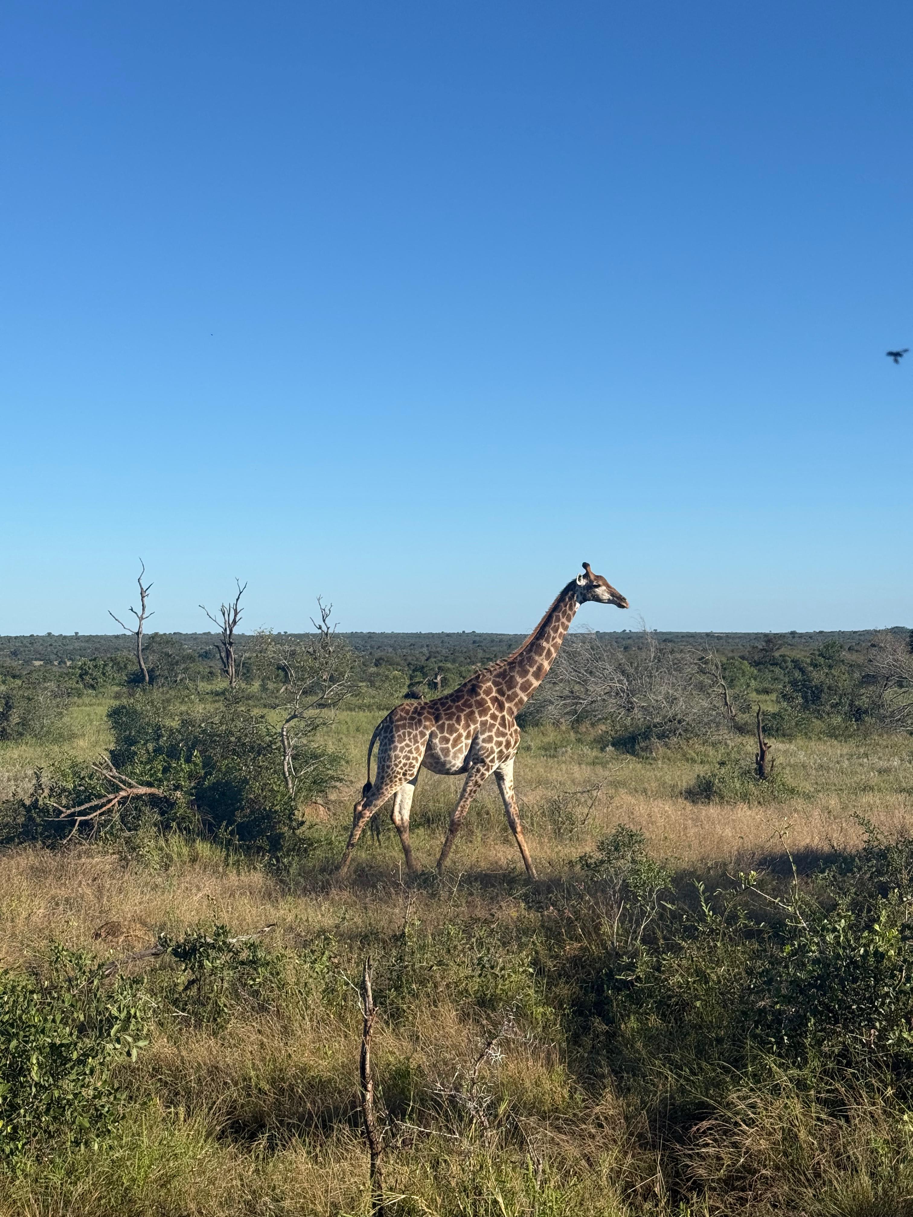 MaryClaire Murray - Giraffe walking through the bush at Vikela