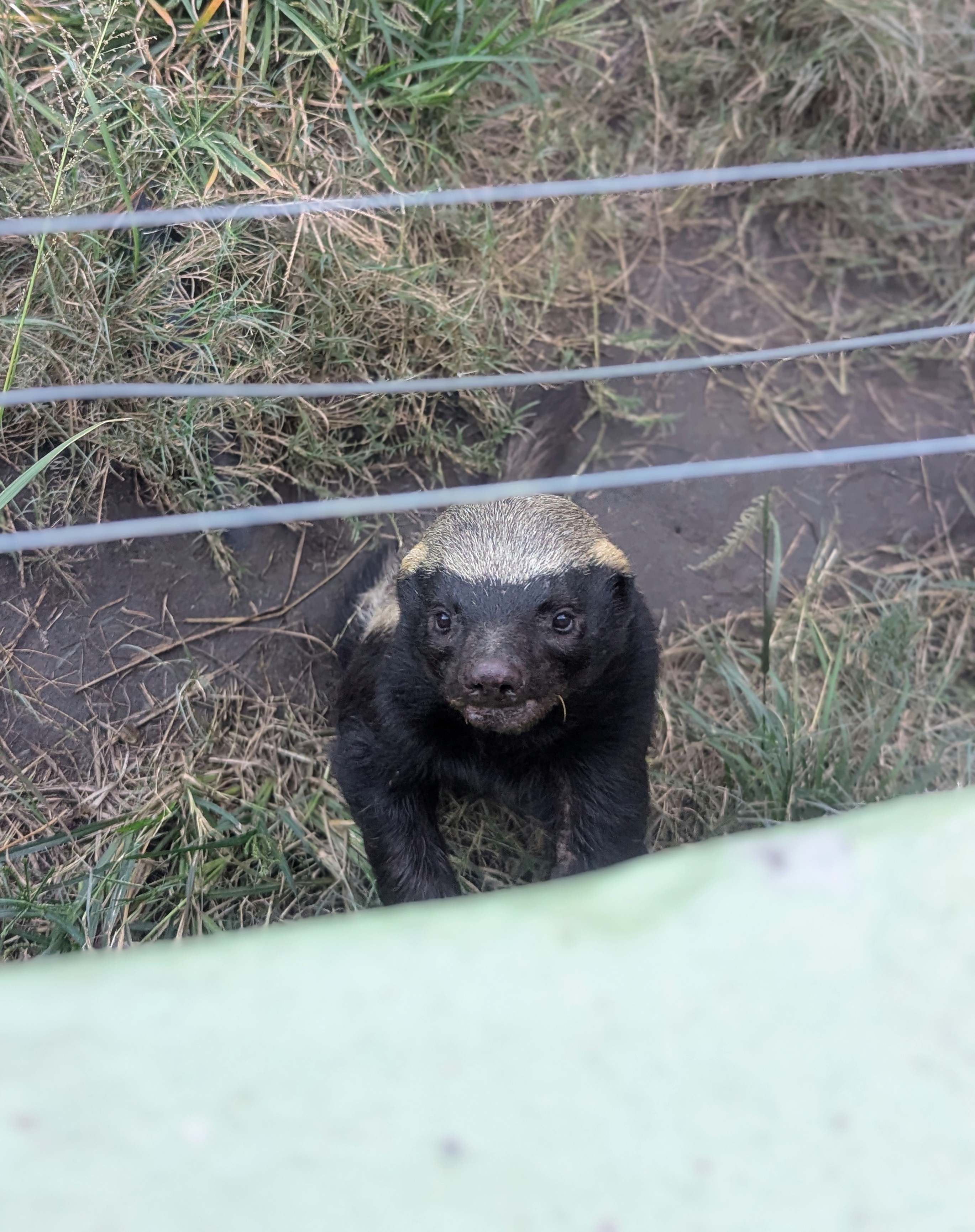Hartpury College - Honey badger