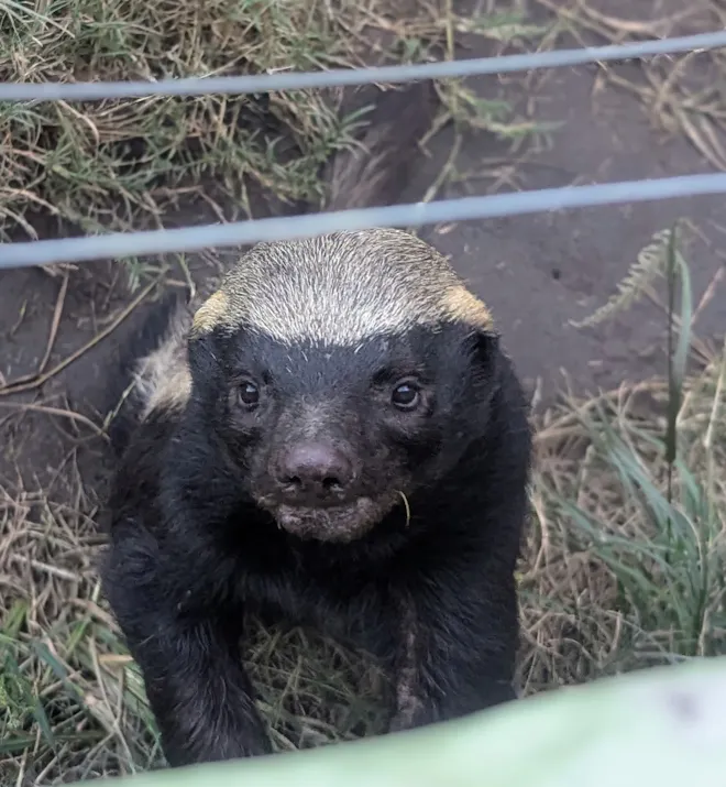 Hartpury College - Honey badger