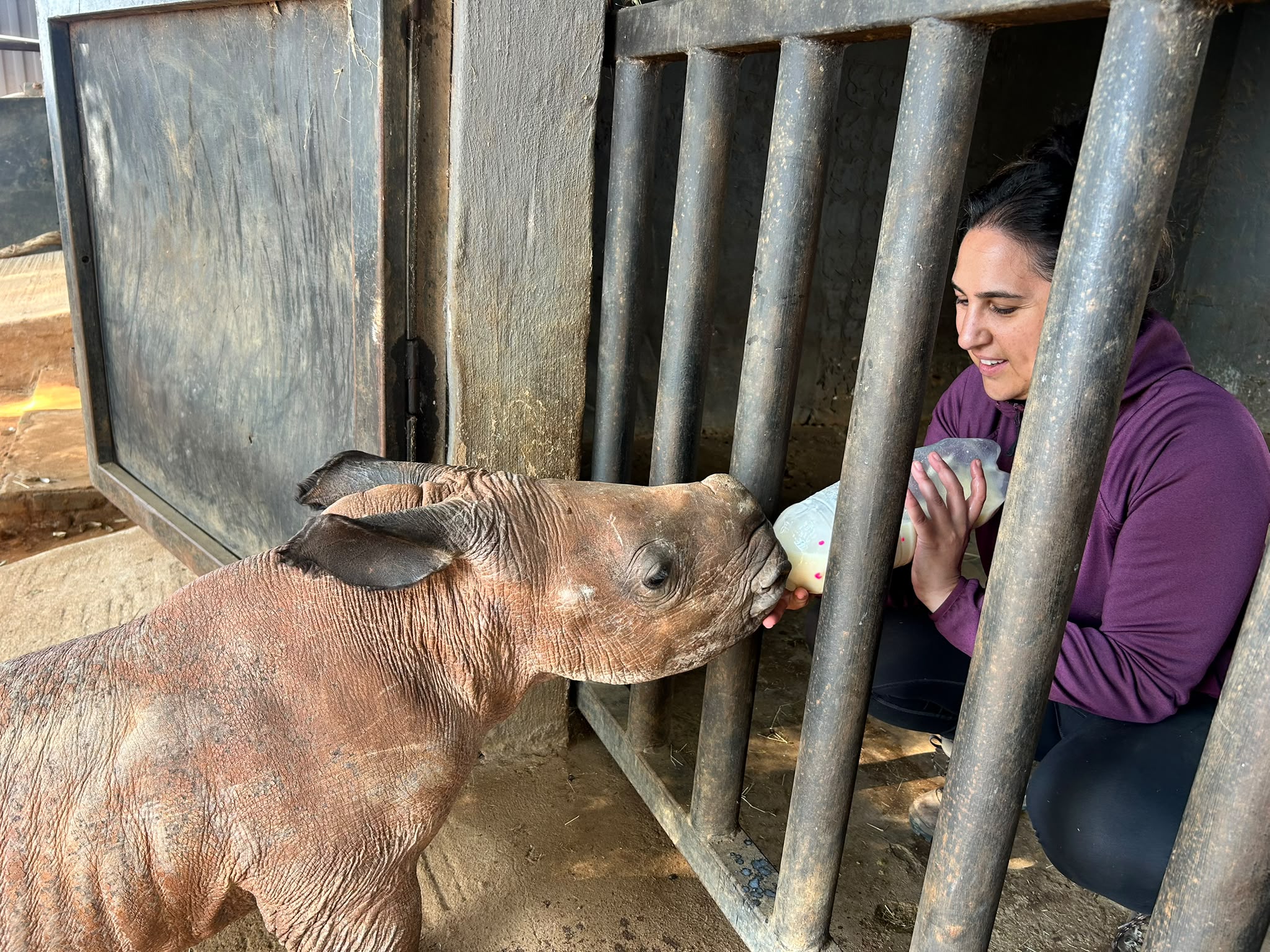 Natalie Gibbings - Bottle feeding a young rhino at Golola Rhino Orphanage