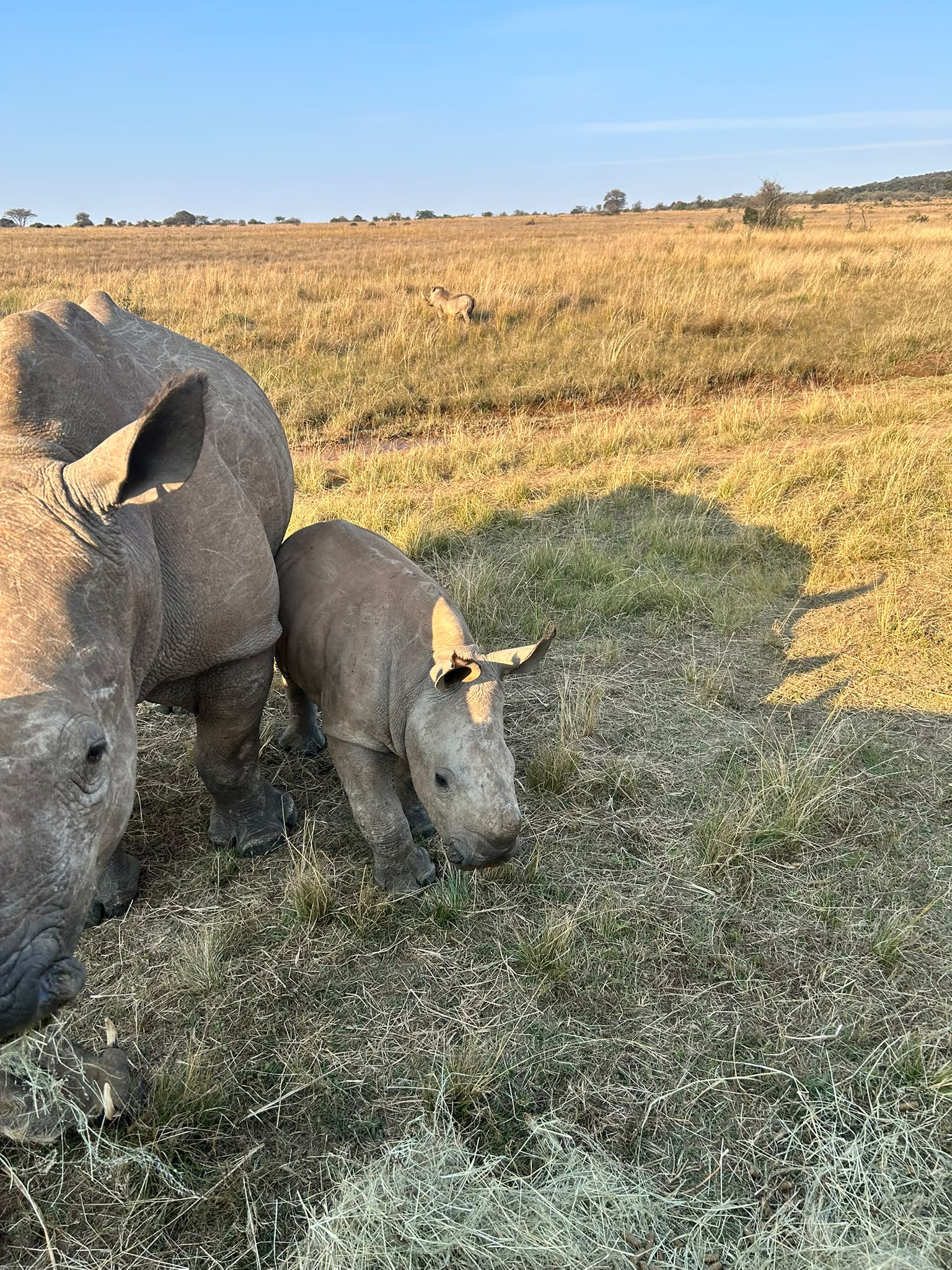 Natalie Gibbings - Adult and baby rhino in open reserve