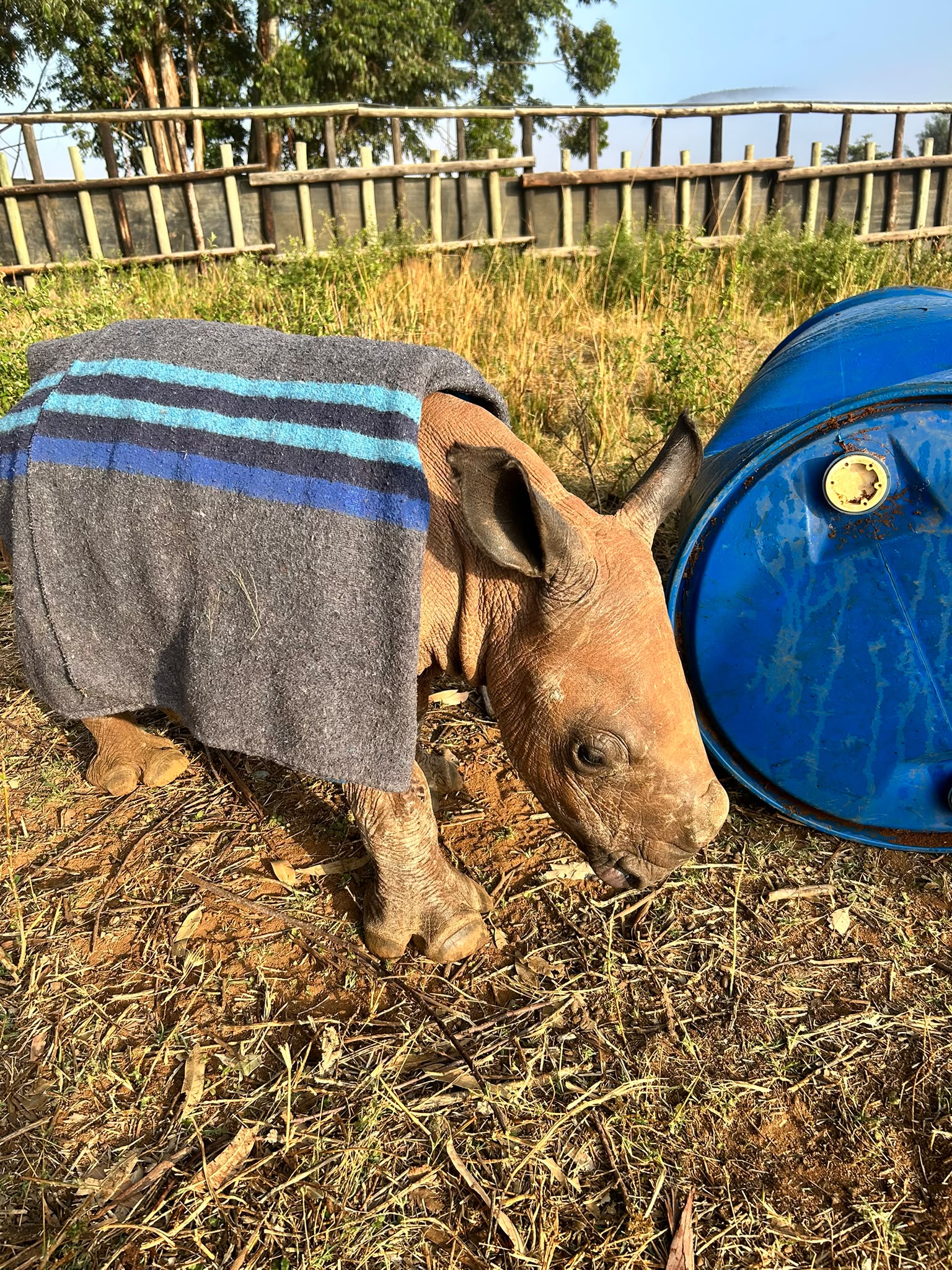 Natalie Gibbings - Blanket over baby rhino at Golola Rhino Orphanage