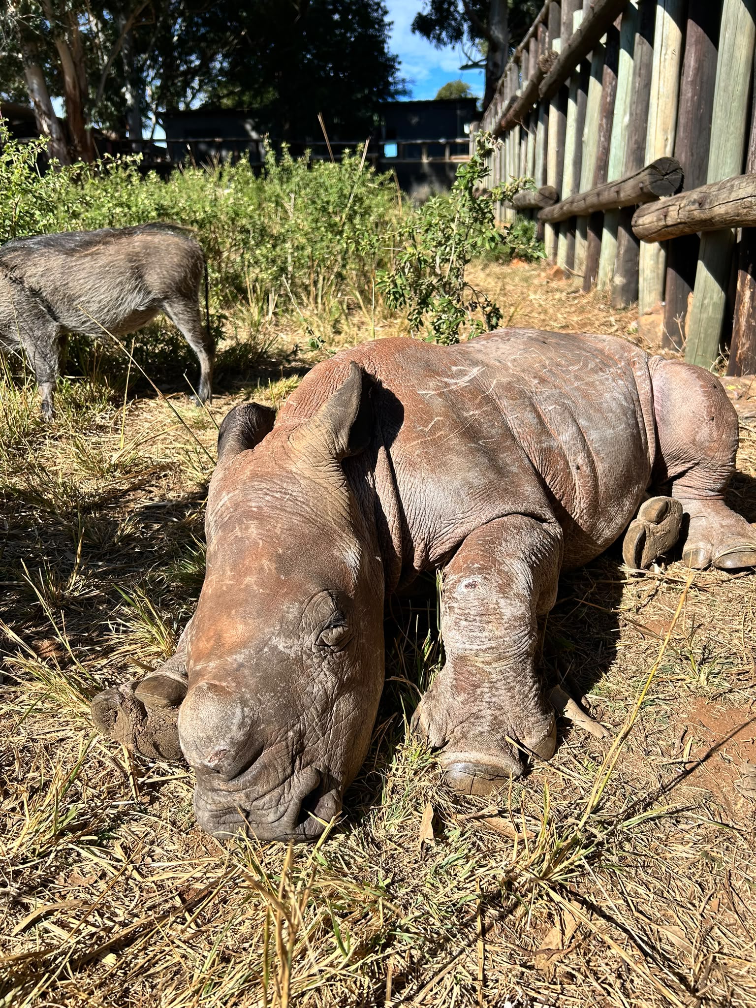 Natalie Gibbings - Baby rhino sleeping at Golola Rhino Orphanage