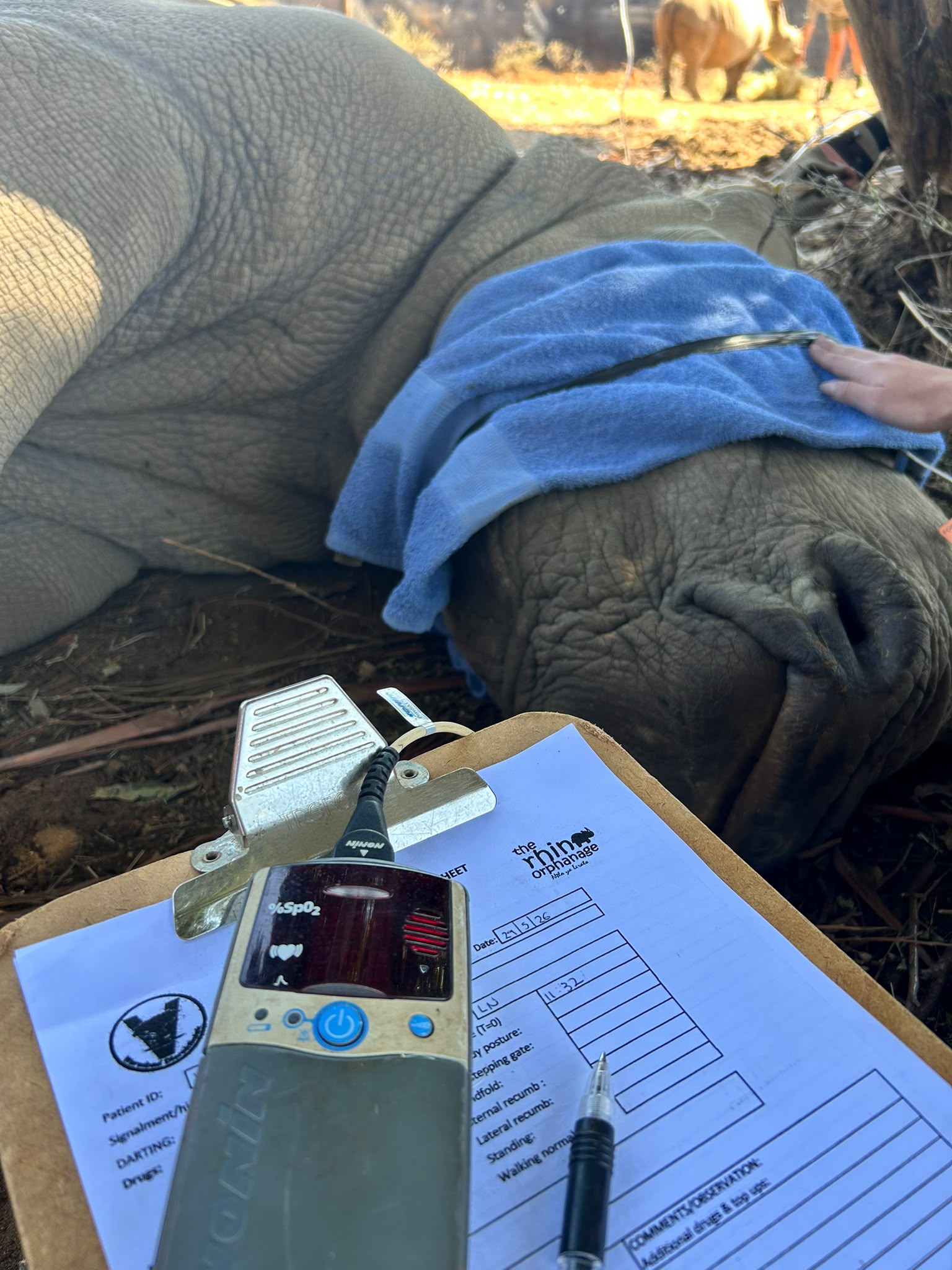 Natalie Gibbings - Monitoring sedated rhino at Golola Rhino Orphanage