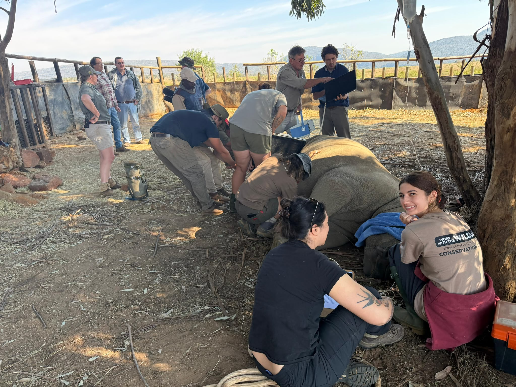 Natalie Gibbings - Sedated Rhino being monitored by group of volunteers and staff at the Golola Rhino Orphanage