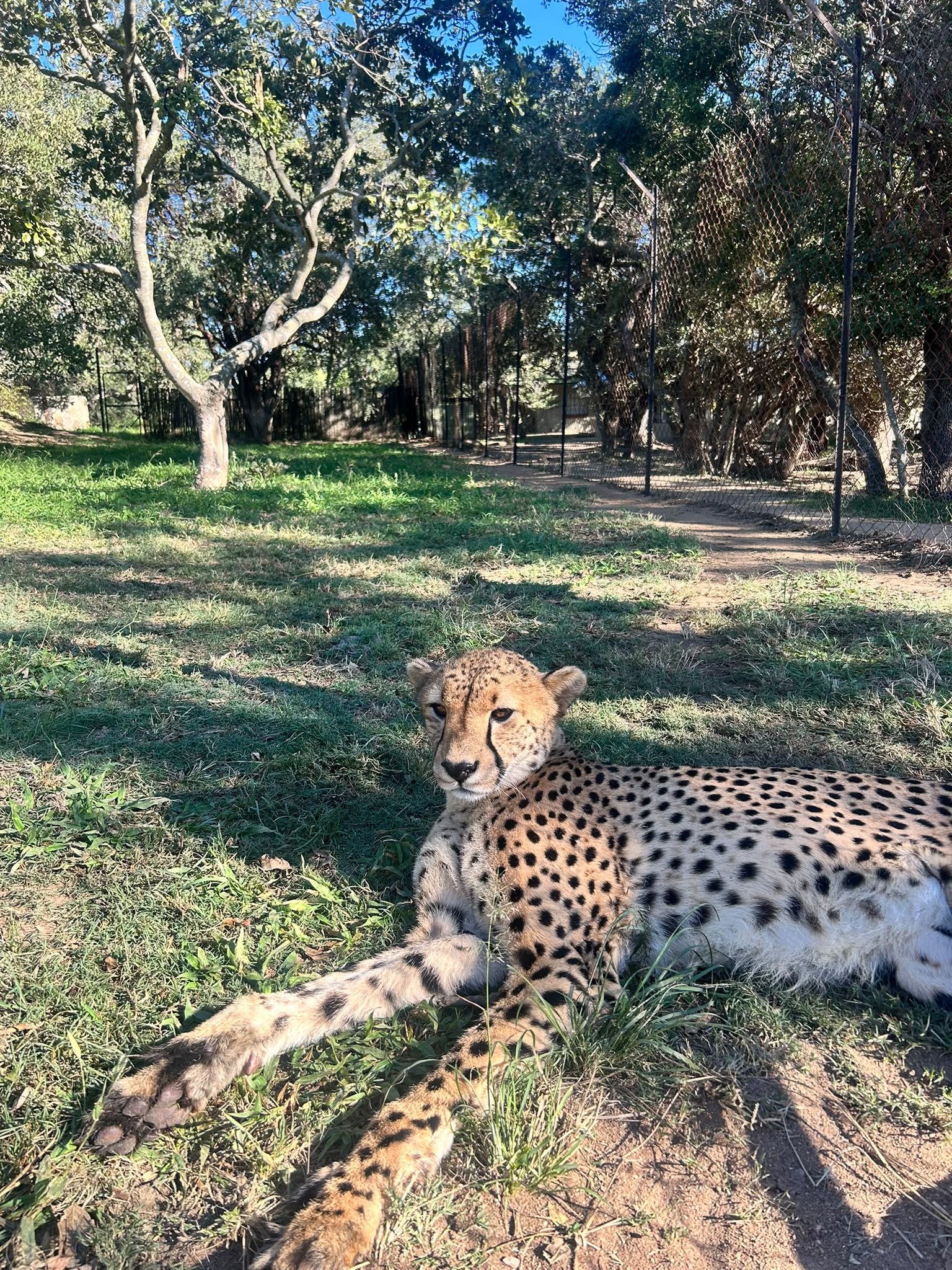 Natalie Gibbings - Cheetah relaxing at Moholoholo Rehabilitation Centre