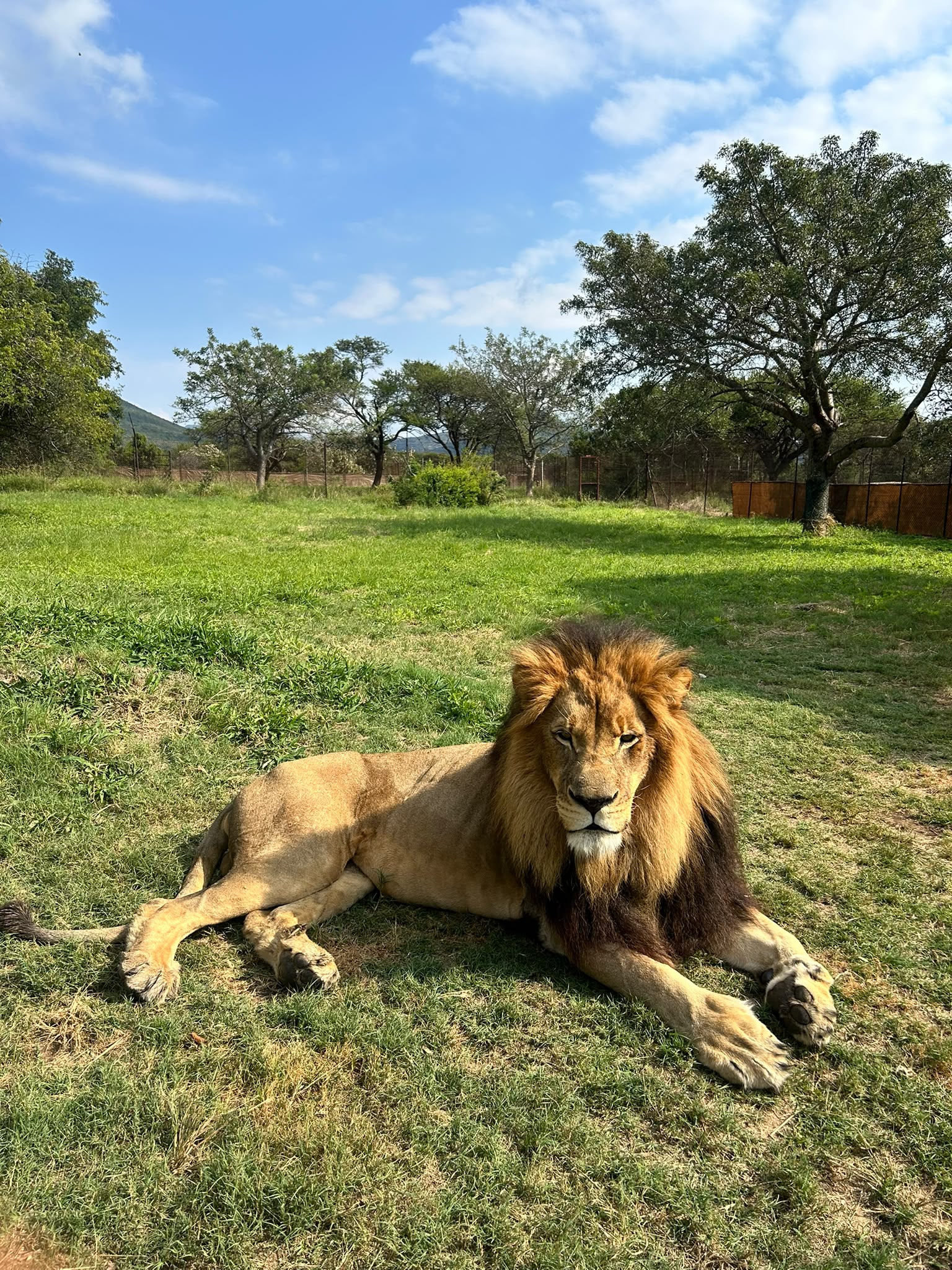 Natalie Gibbings - Lion relaxing at Moholoholo Rehabilitation Centre