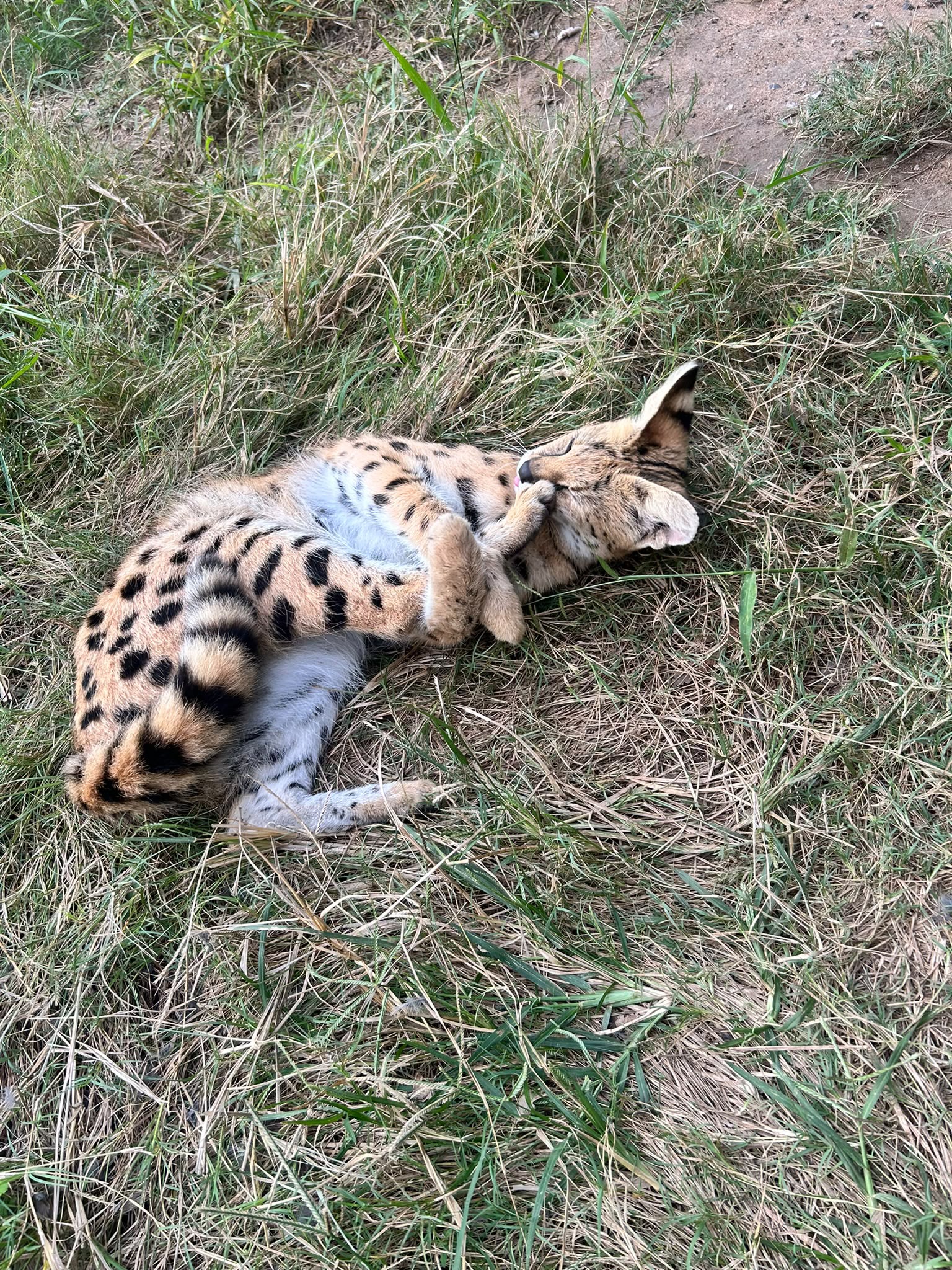 Natalie Gibbings - Serval at Moholoholo