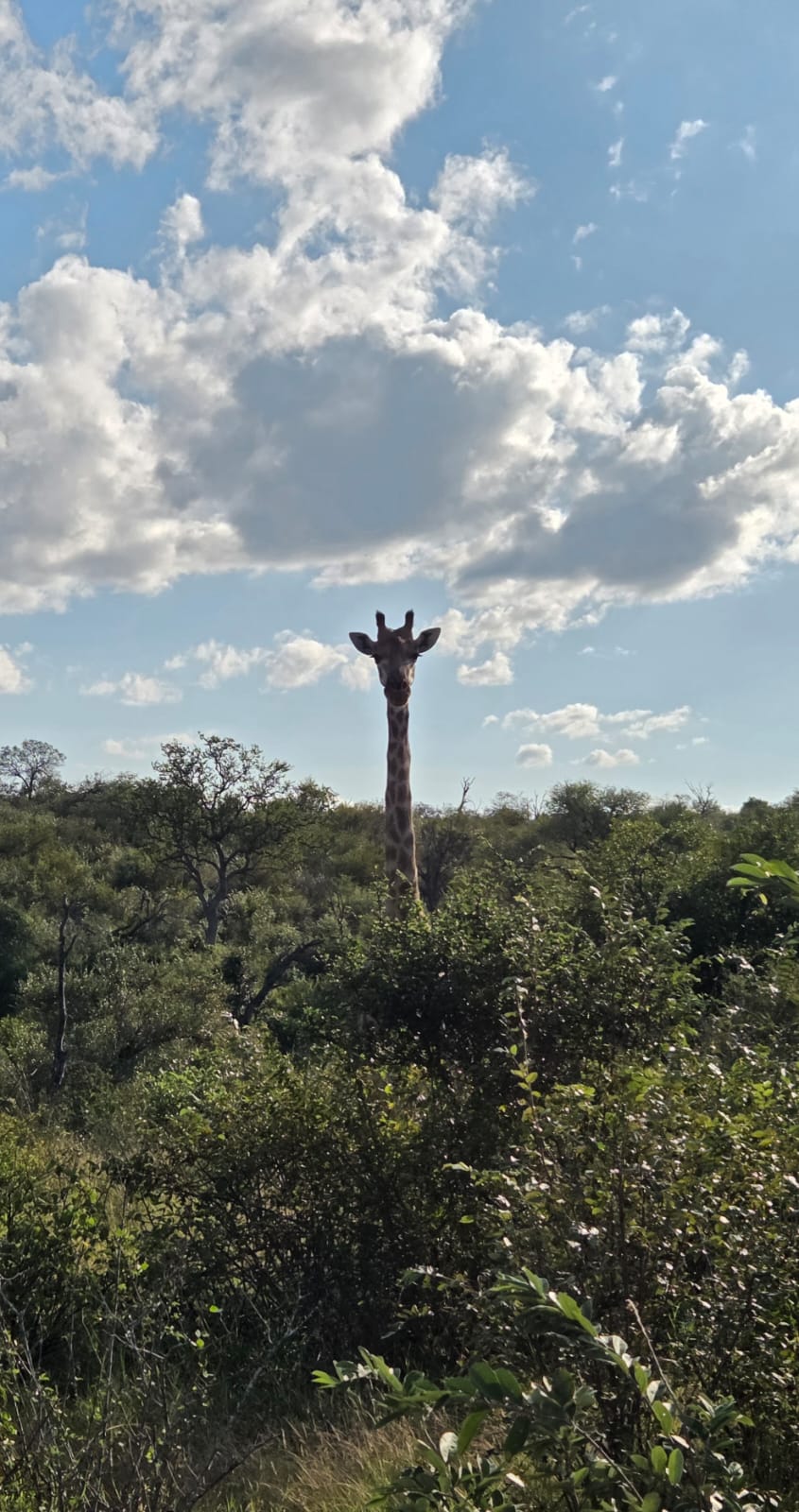 Andrew McWhinney - Giraffe poking head out of the bush