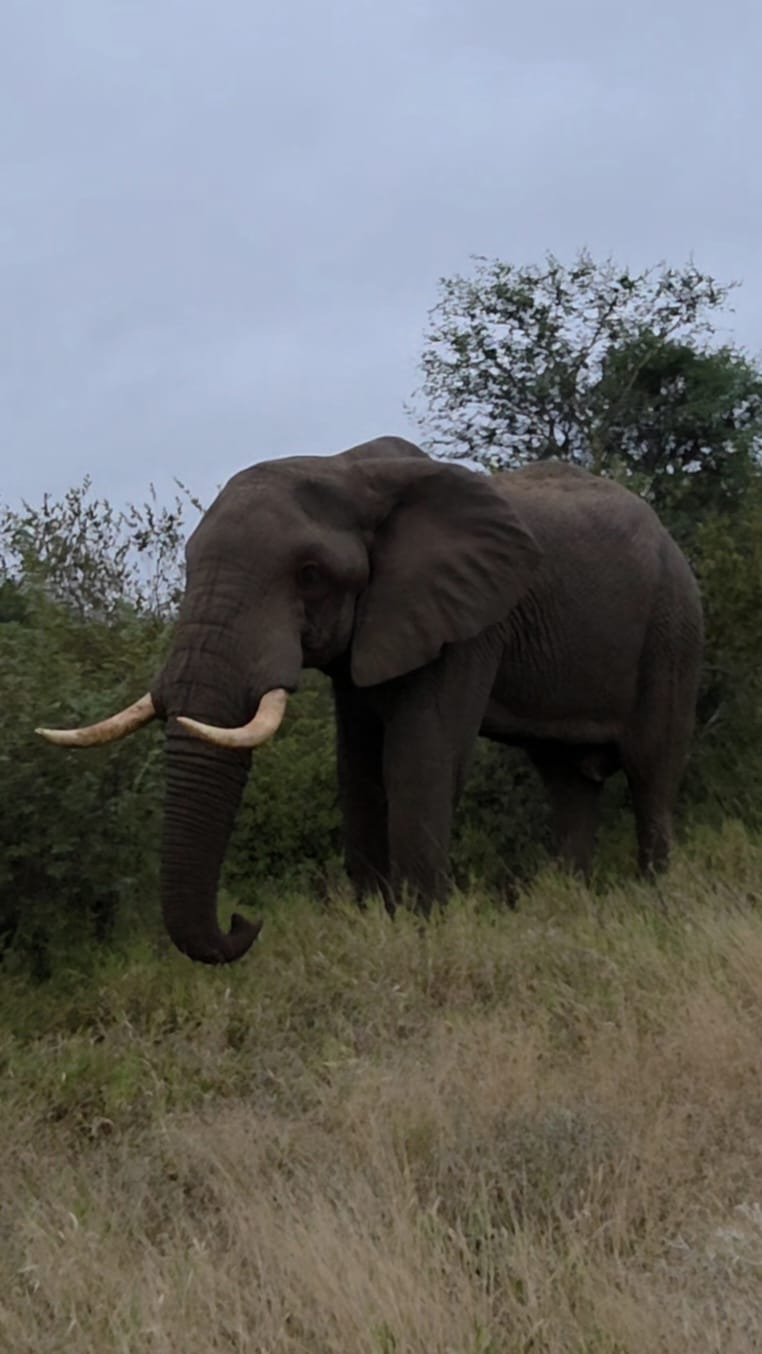 Andrew McWhinney - Male elephant in the bush