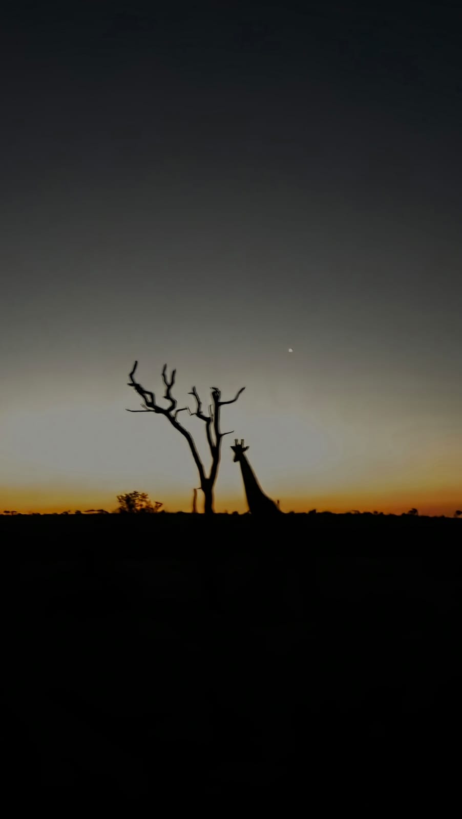 Andrew McWhinney - Giraffe at sunset