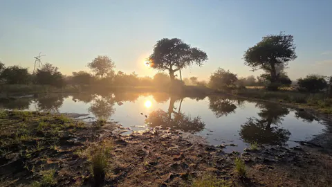 Andrew McWhinney - Watering hole in the bush