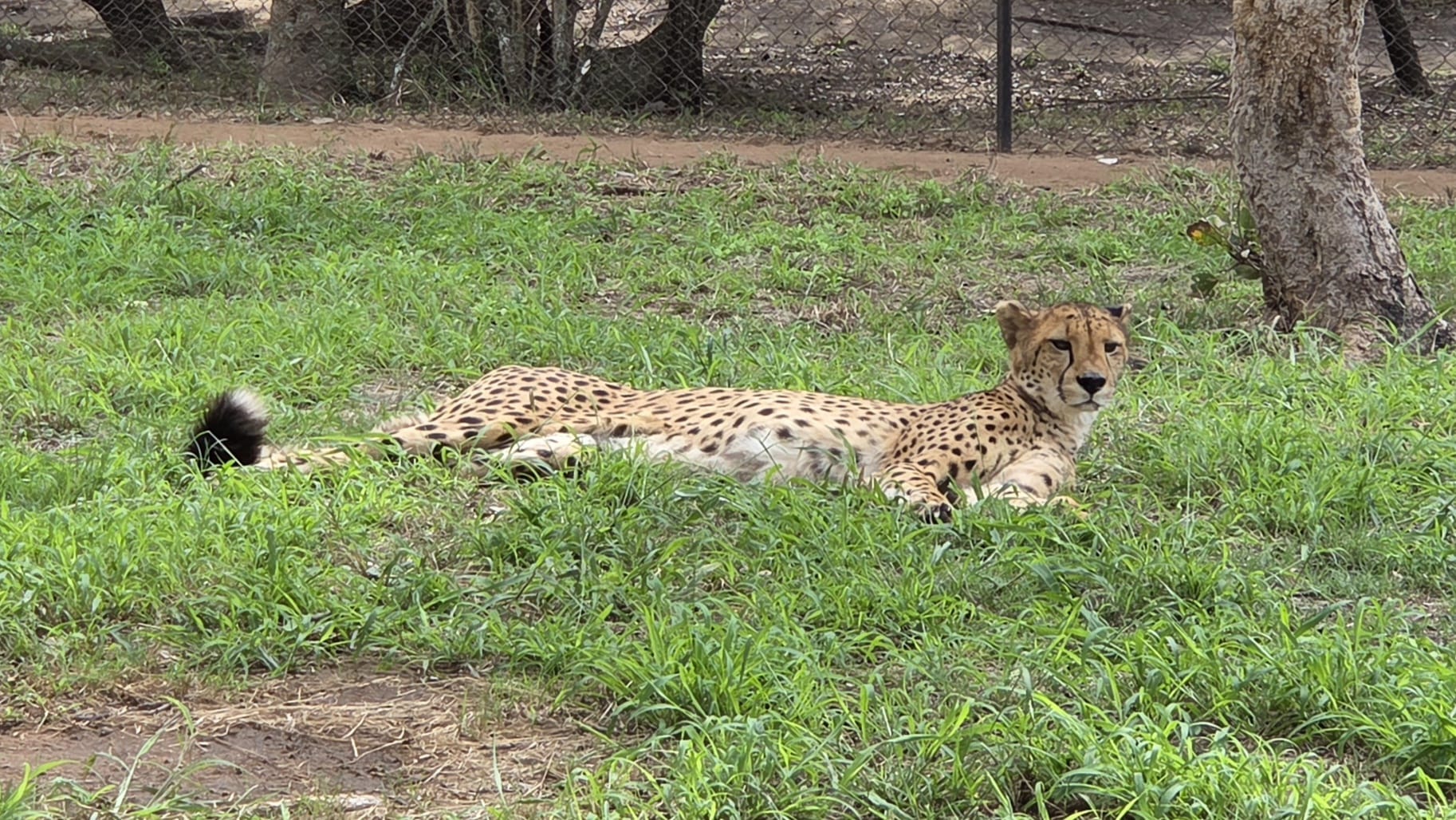 Andrew McWhinney - Cheetah lying down