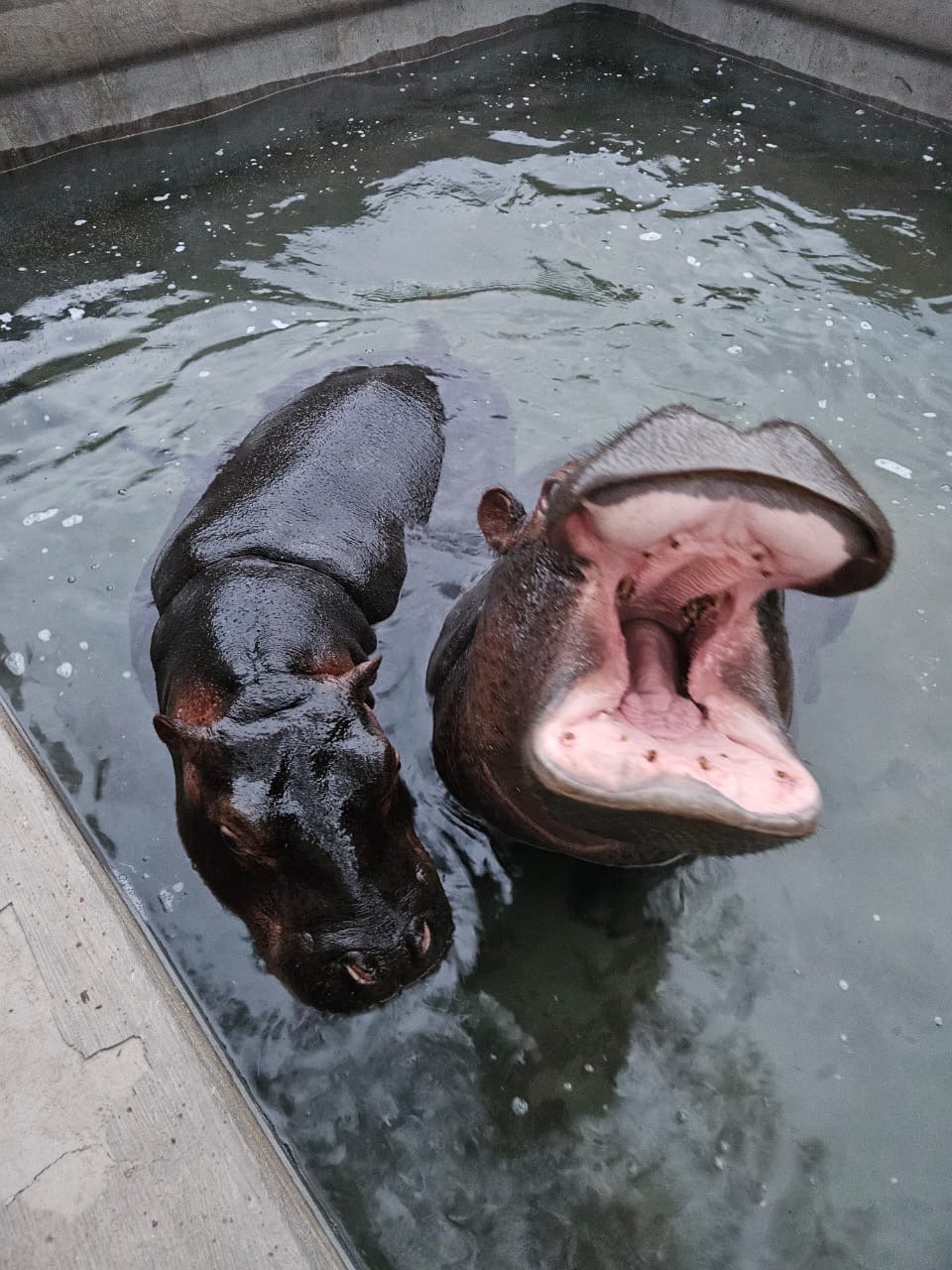 Iris Walling: hippos in a pool