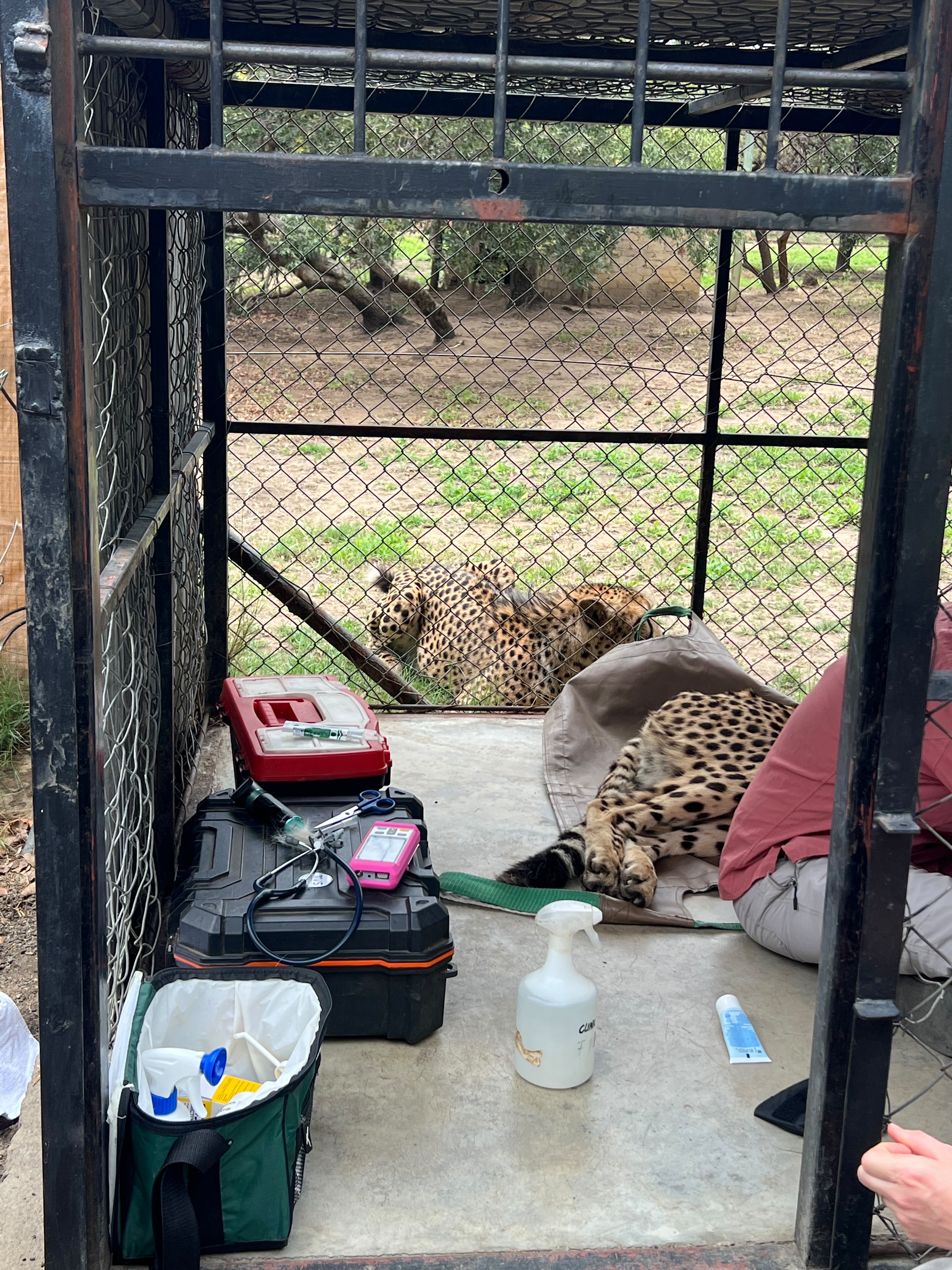 Iris Walling: cheetah ready to be worked on 