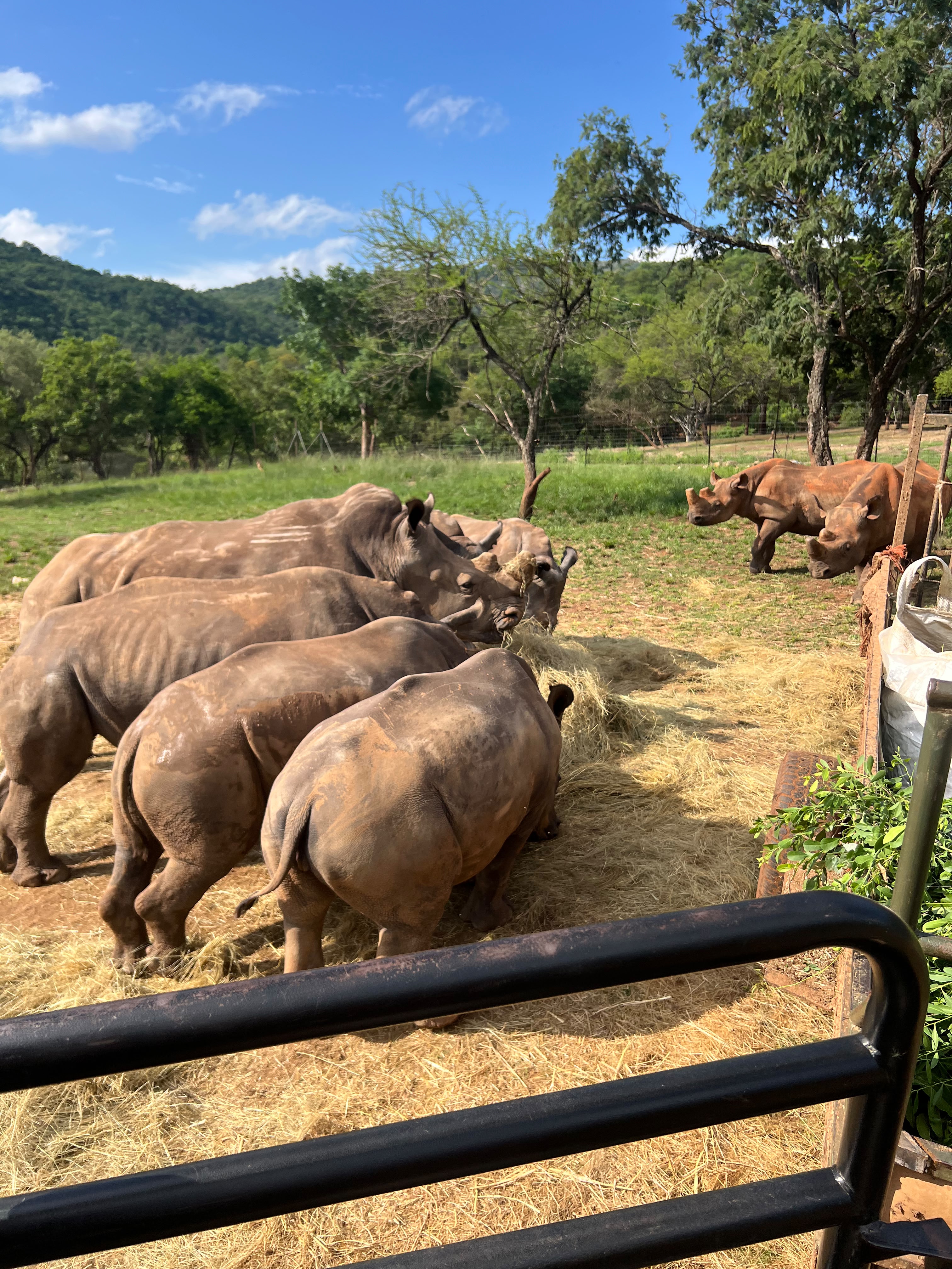 Iris Walling: a crash of rhinos