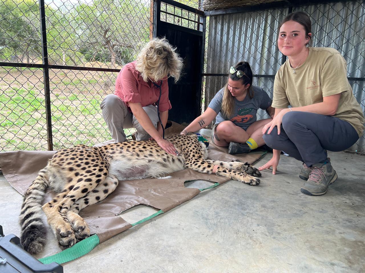 Iris Walling: volunteer helping vet work on a sedated cheetah