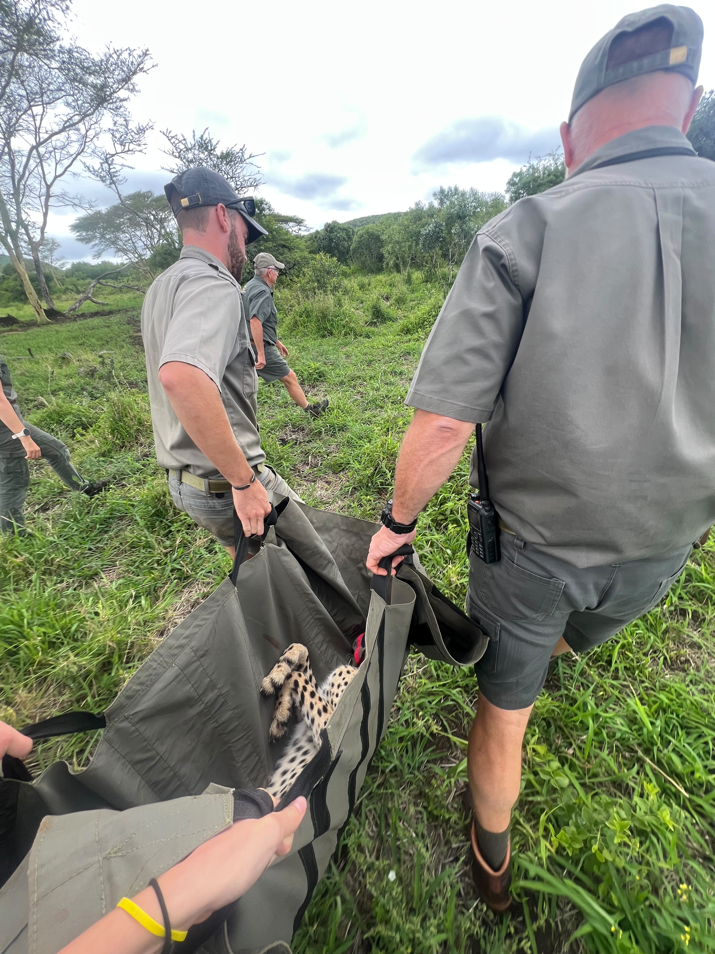 Iris Walling: volunteer helping carry a sedated cheetah