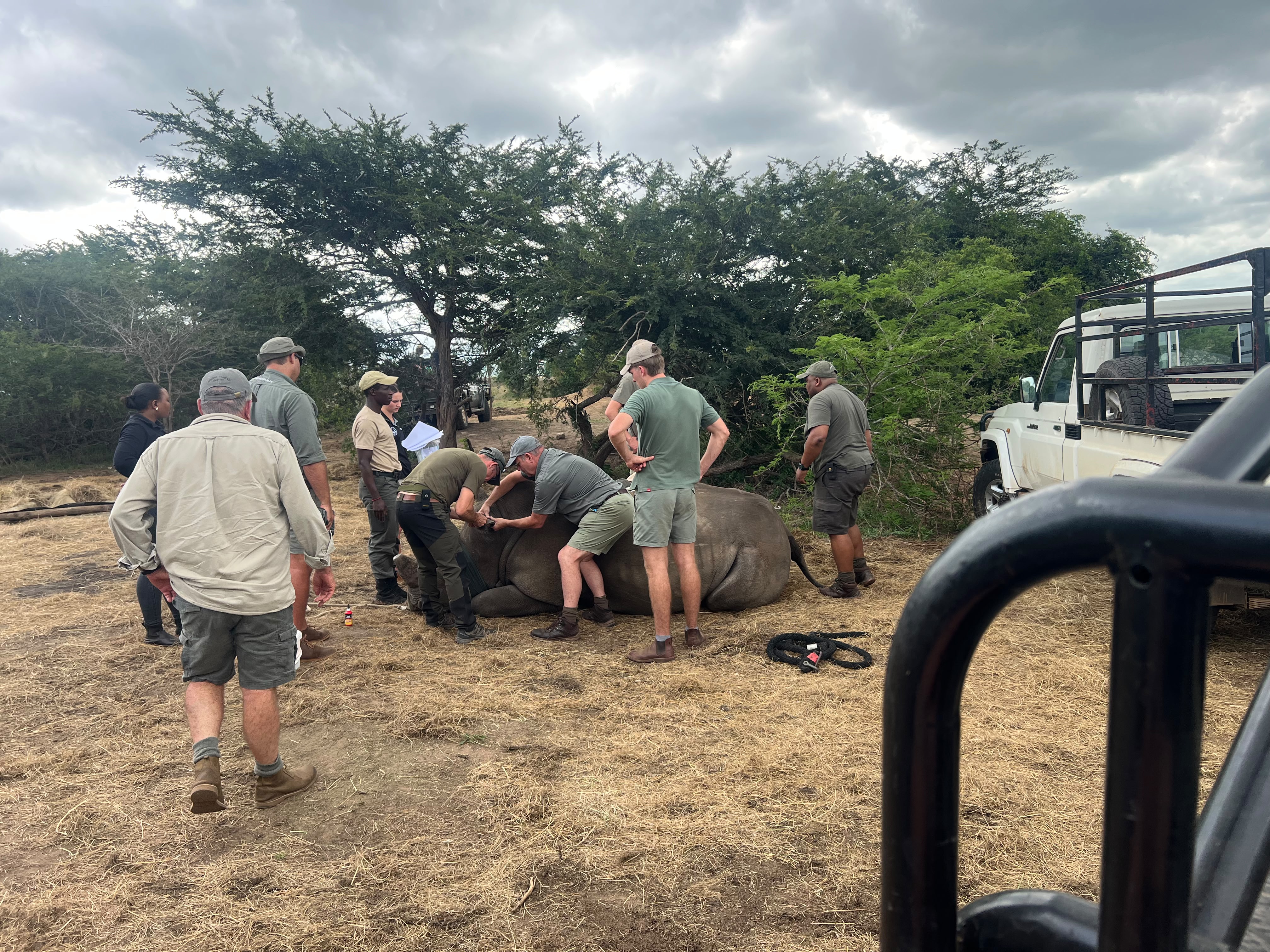 Iris Walling: rhino horn trimming