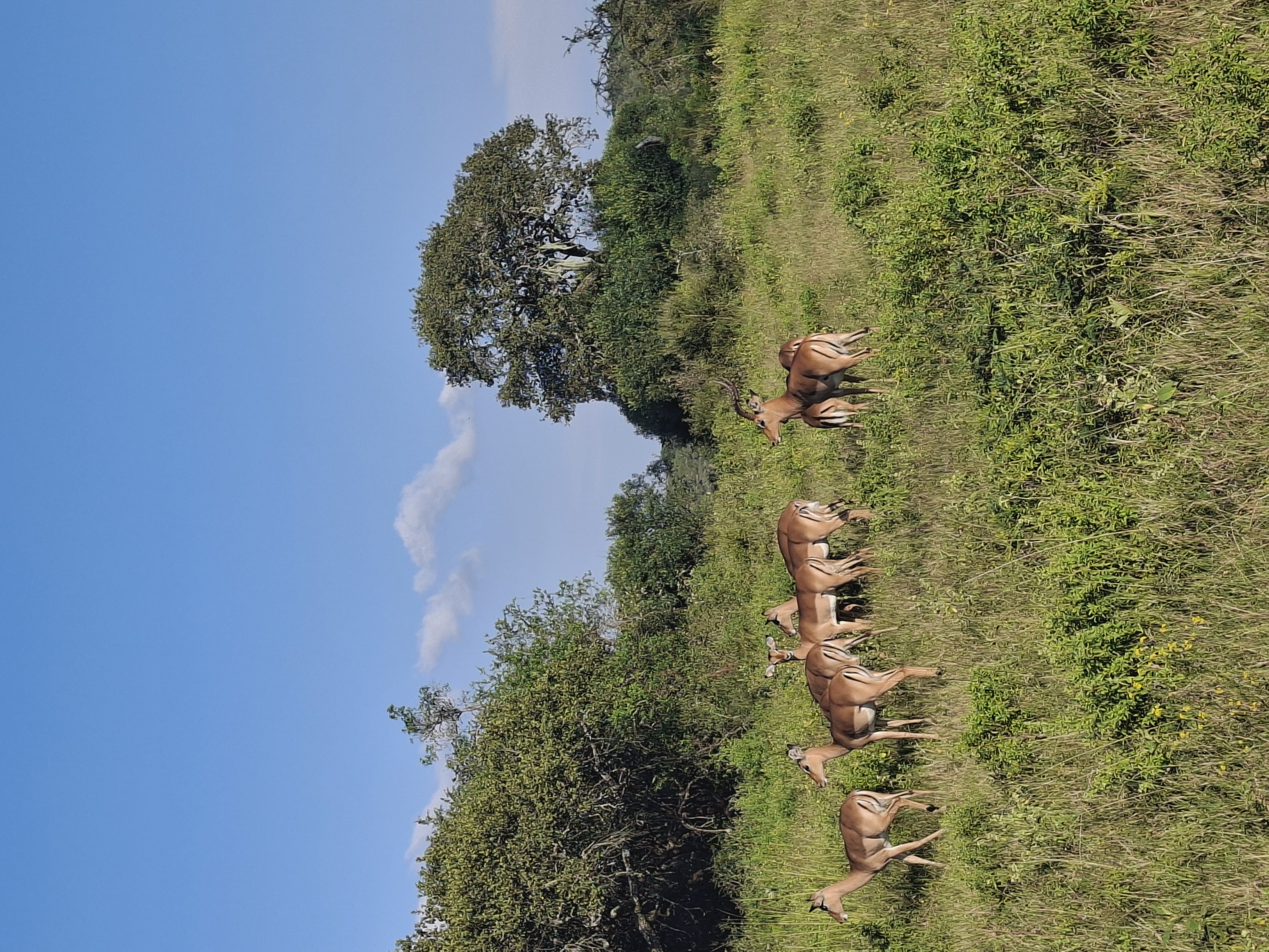 Aliénor de Boucaud: antelope in the bush