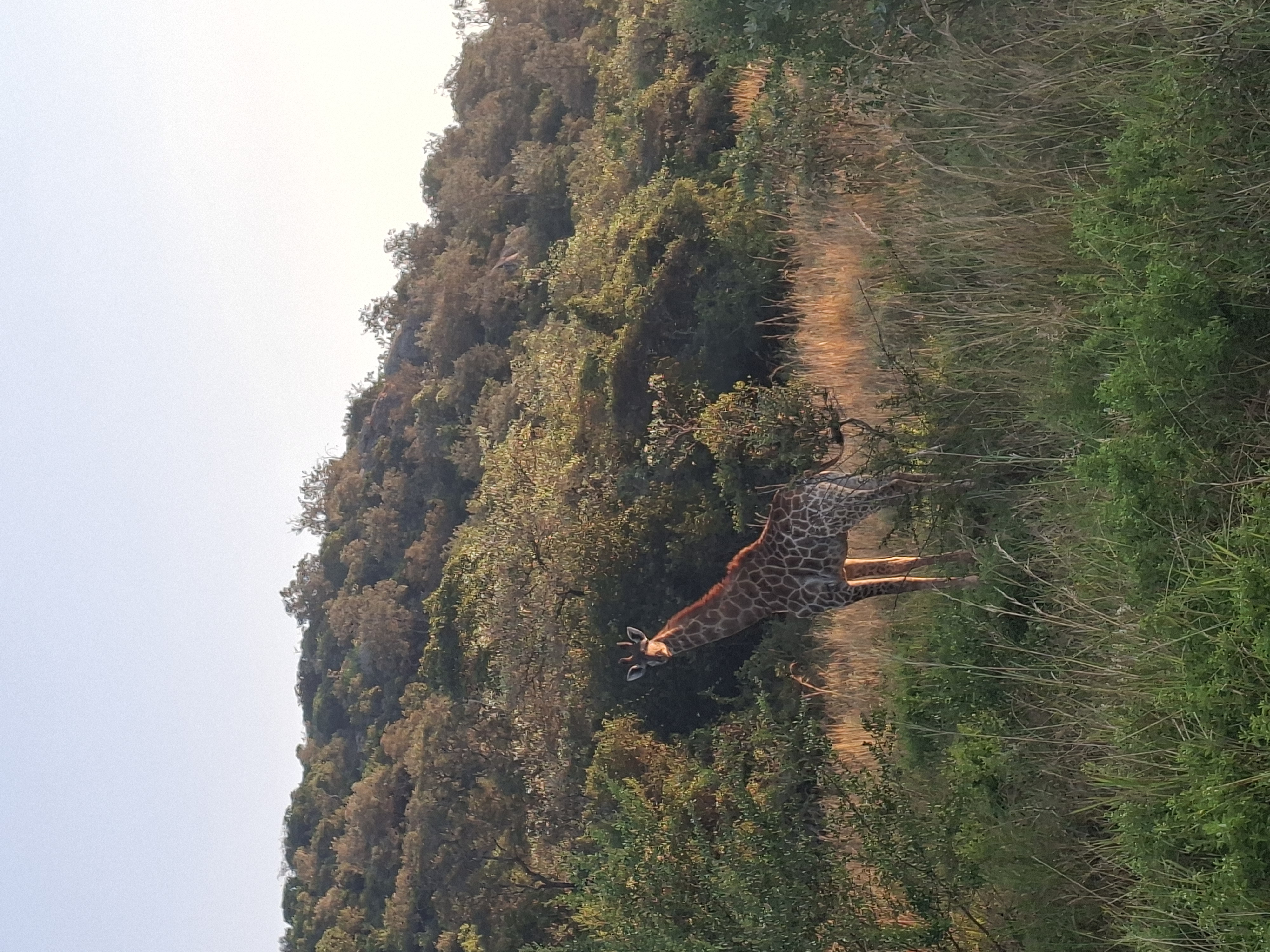 Aliénor de Boucaud: giraffe in the bush