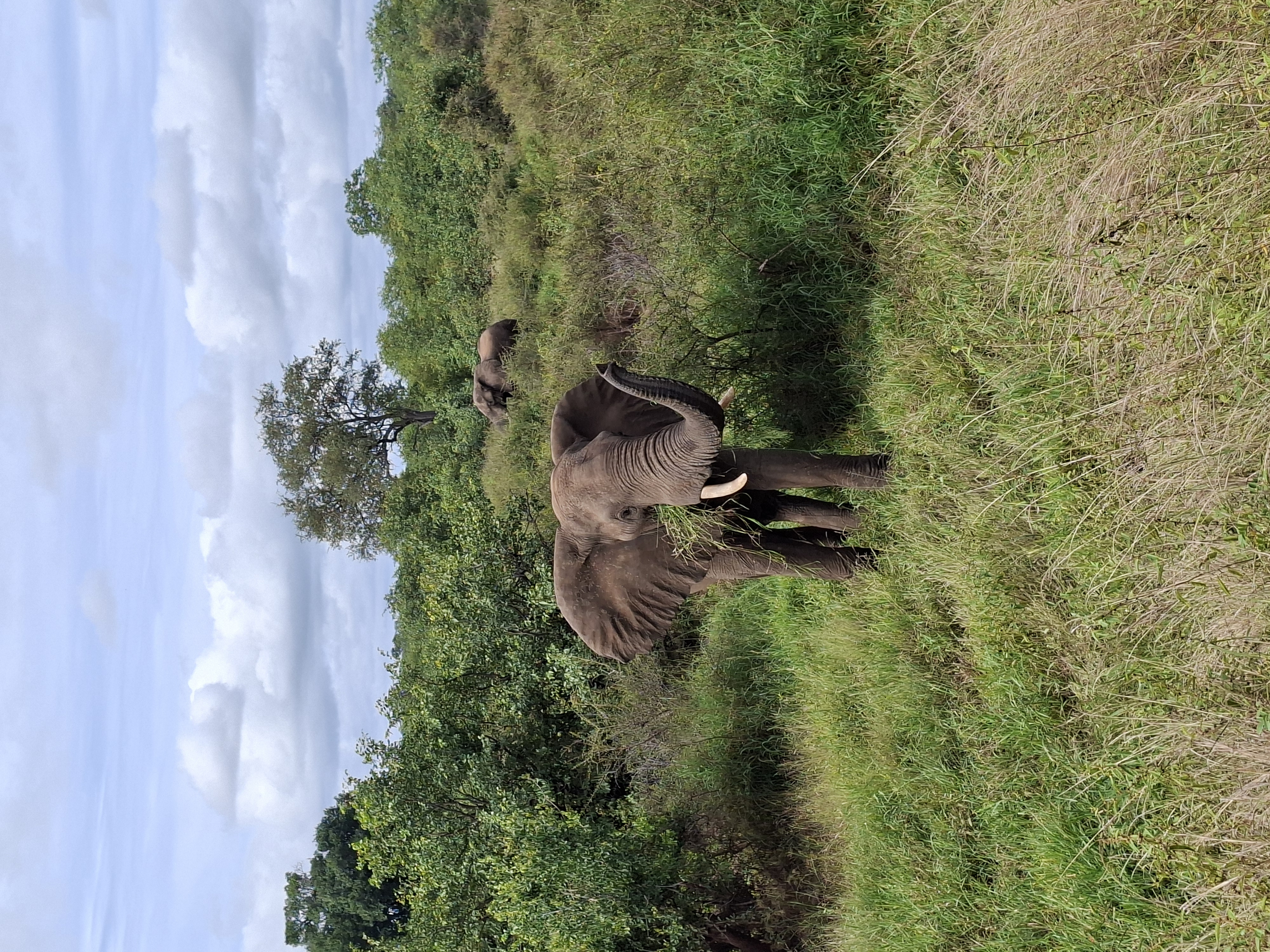 Aliénor de Boucaud: elephant in the bush