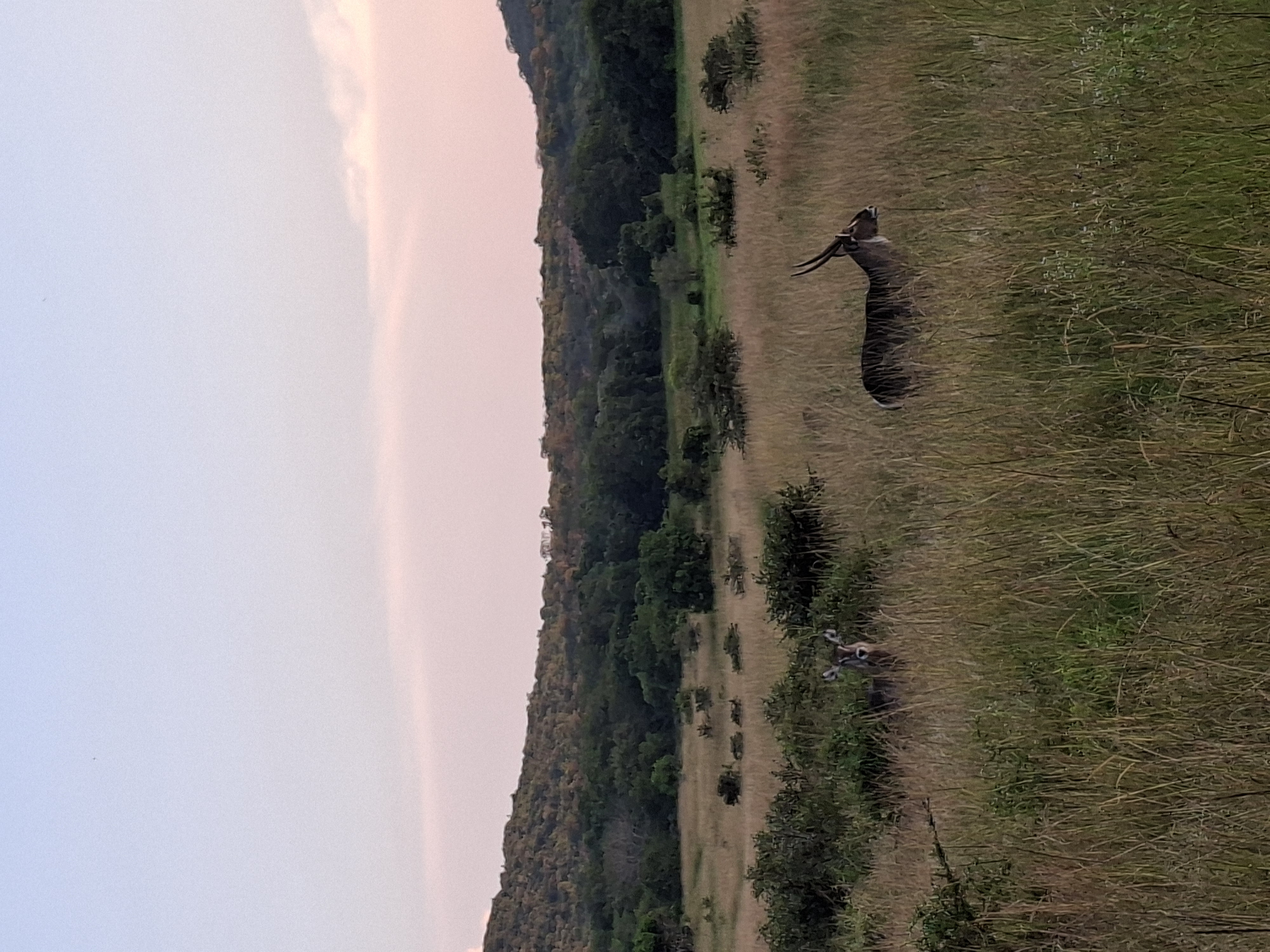 Aliénor de Boucaud: antelope in the bush