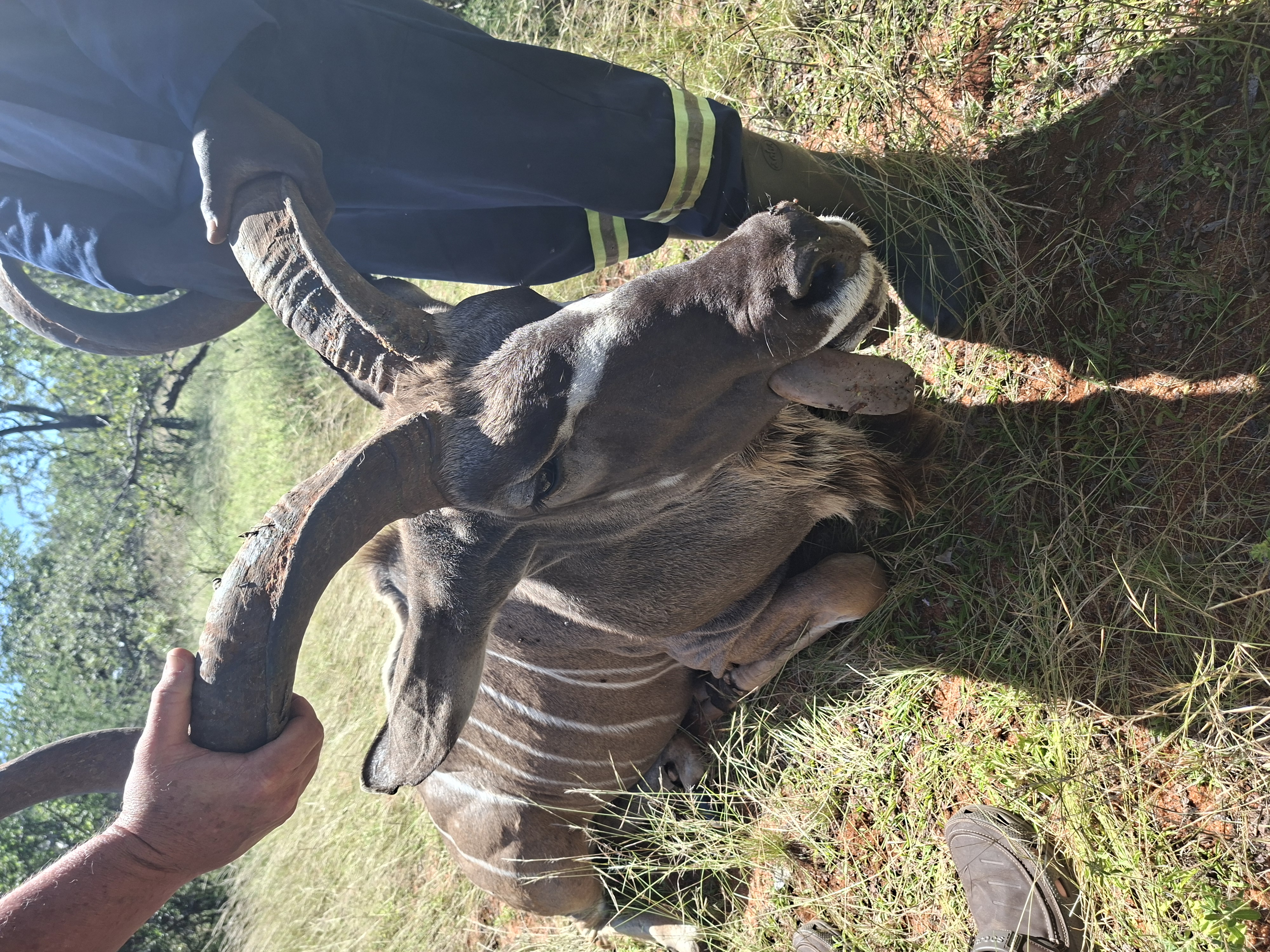 Aliénor de Boucaud: vet working on an antelope