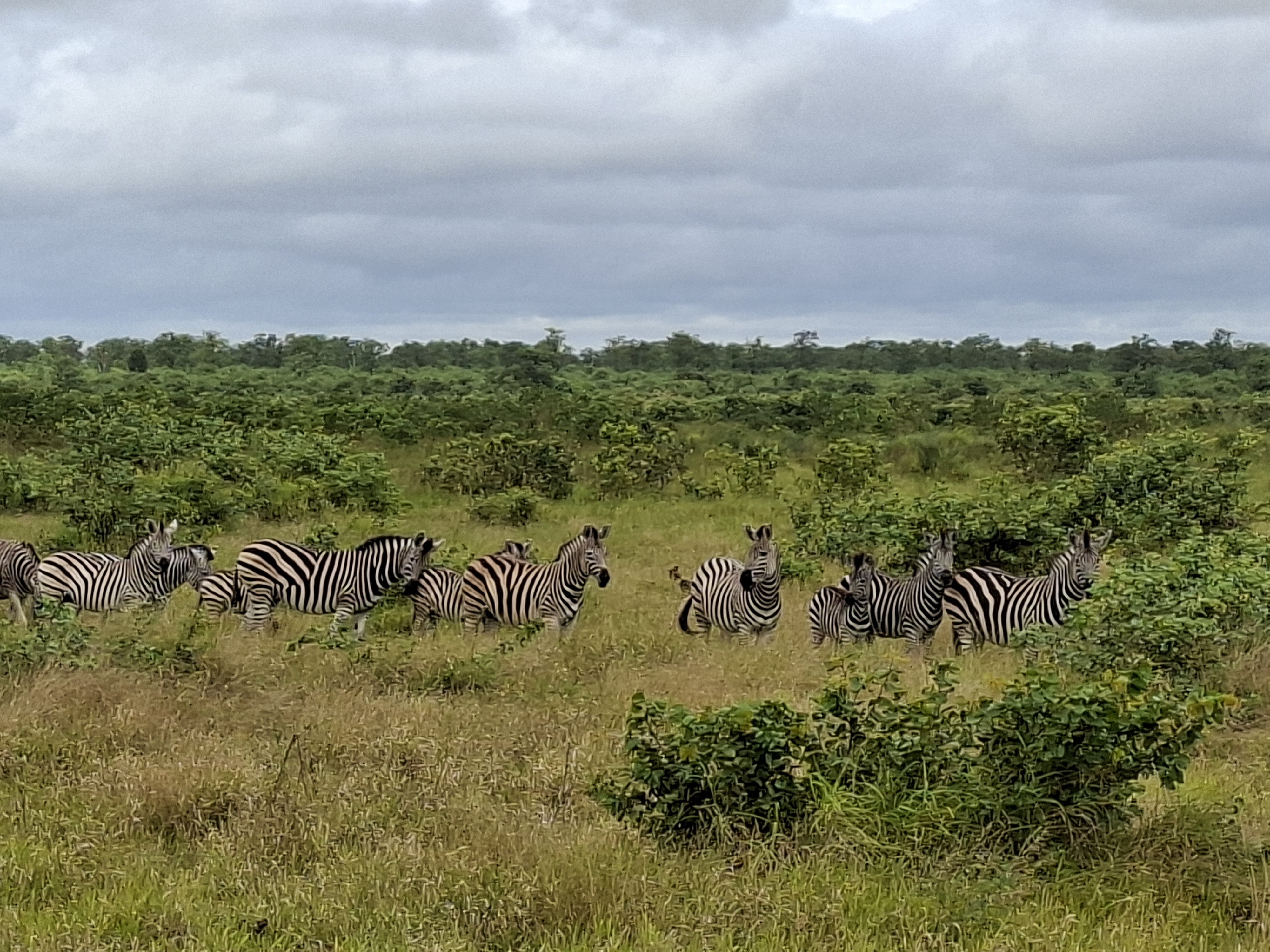 Aliénor de Boucaud: zebras in the bush