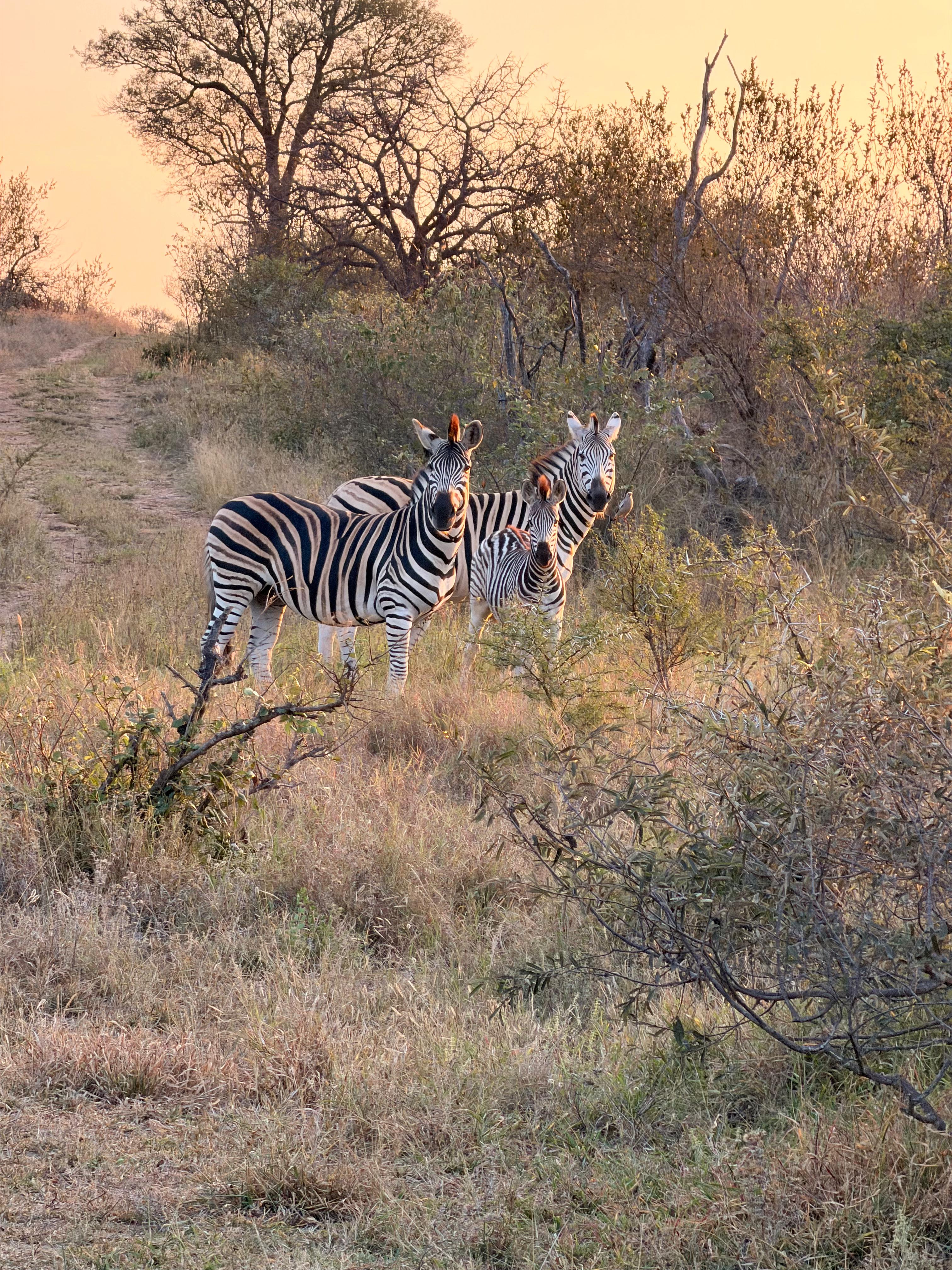 Michelle Revai - Zebras at sunset on the Vikela Kruger project