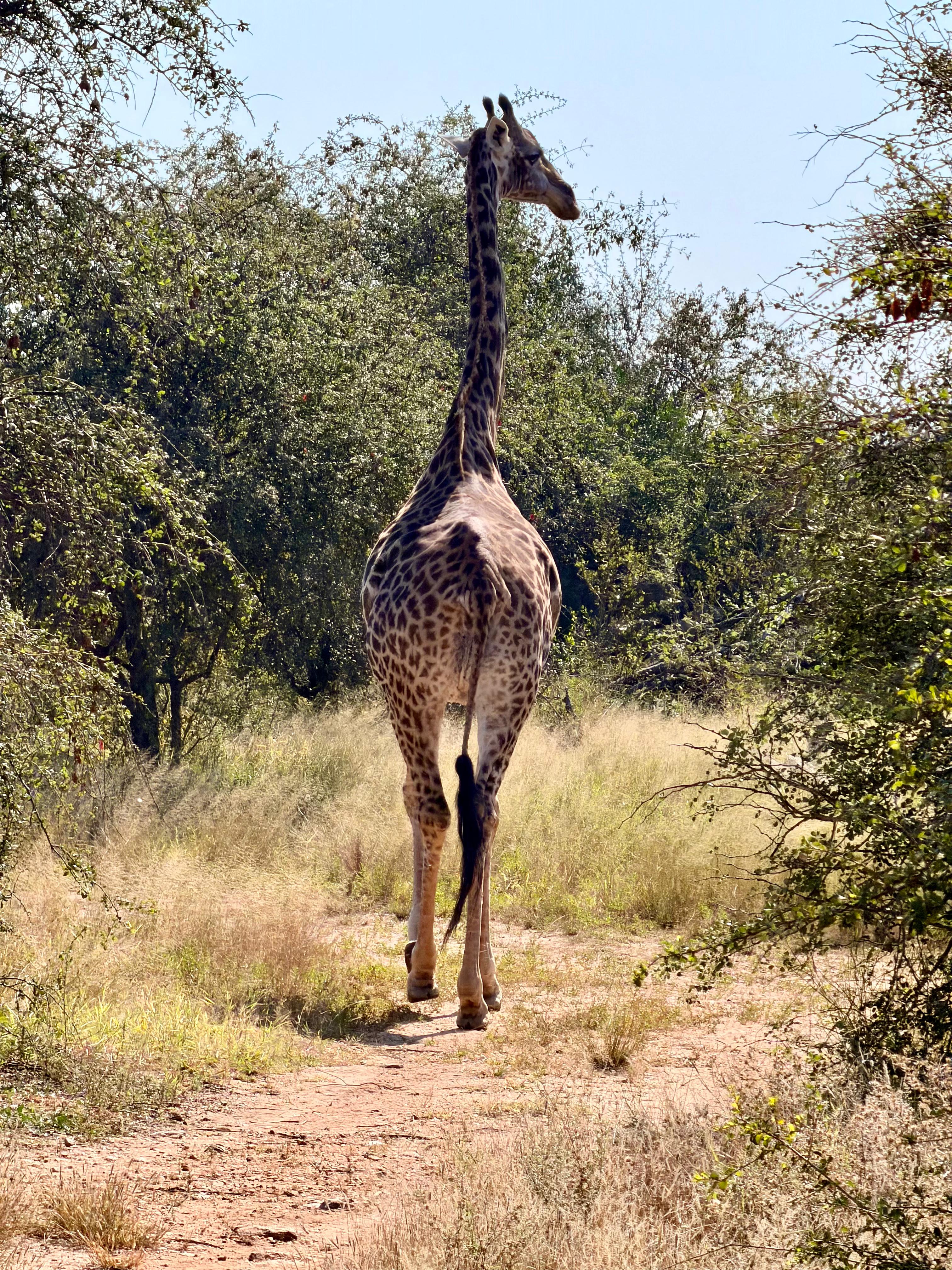 Michelle Revai - Giraffe walking through the bush on Vikela project