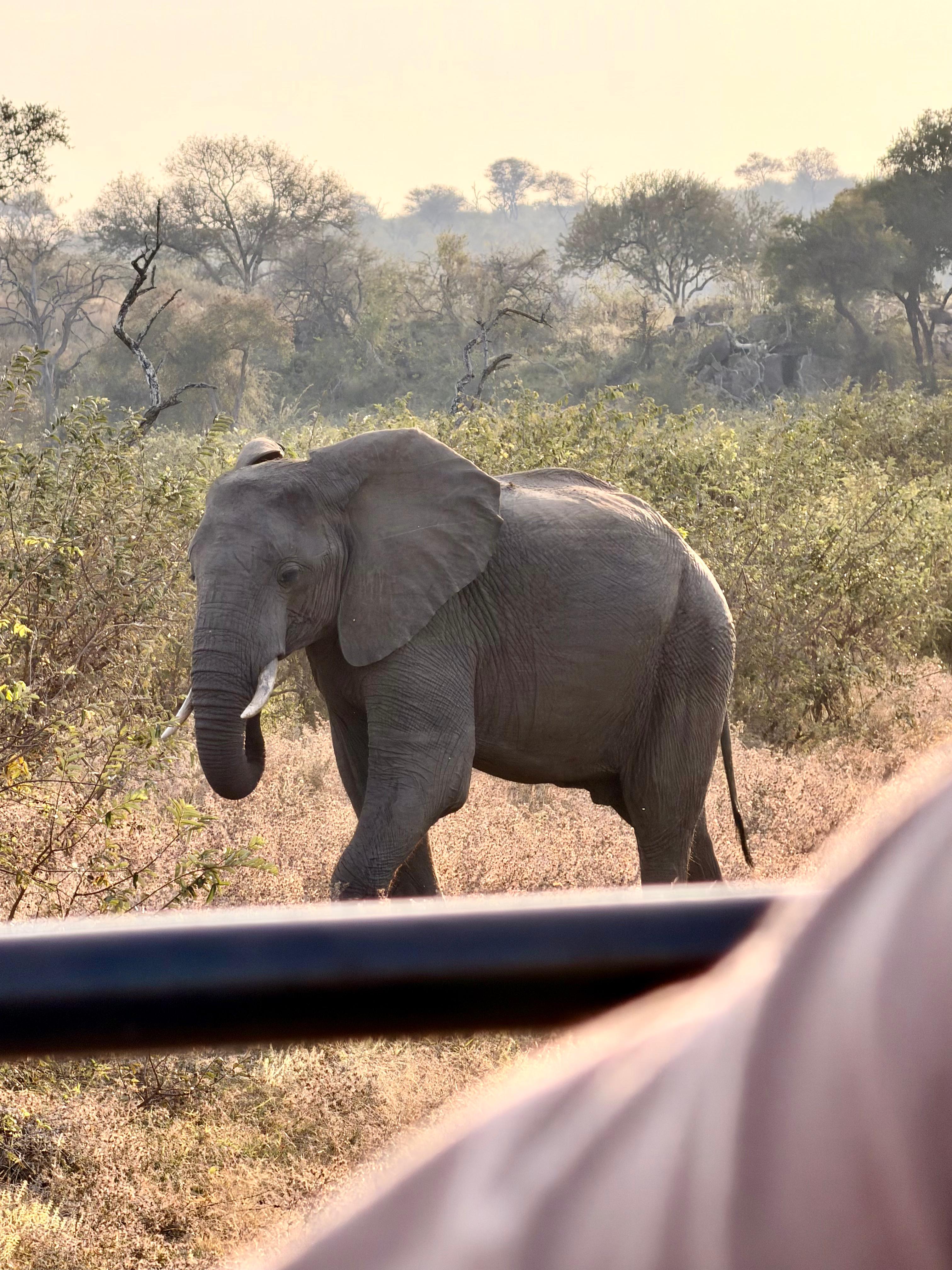 Michelle Revai - Elephant on Vikela project