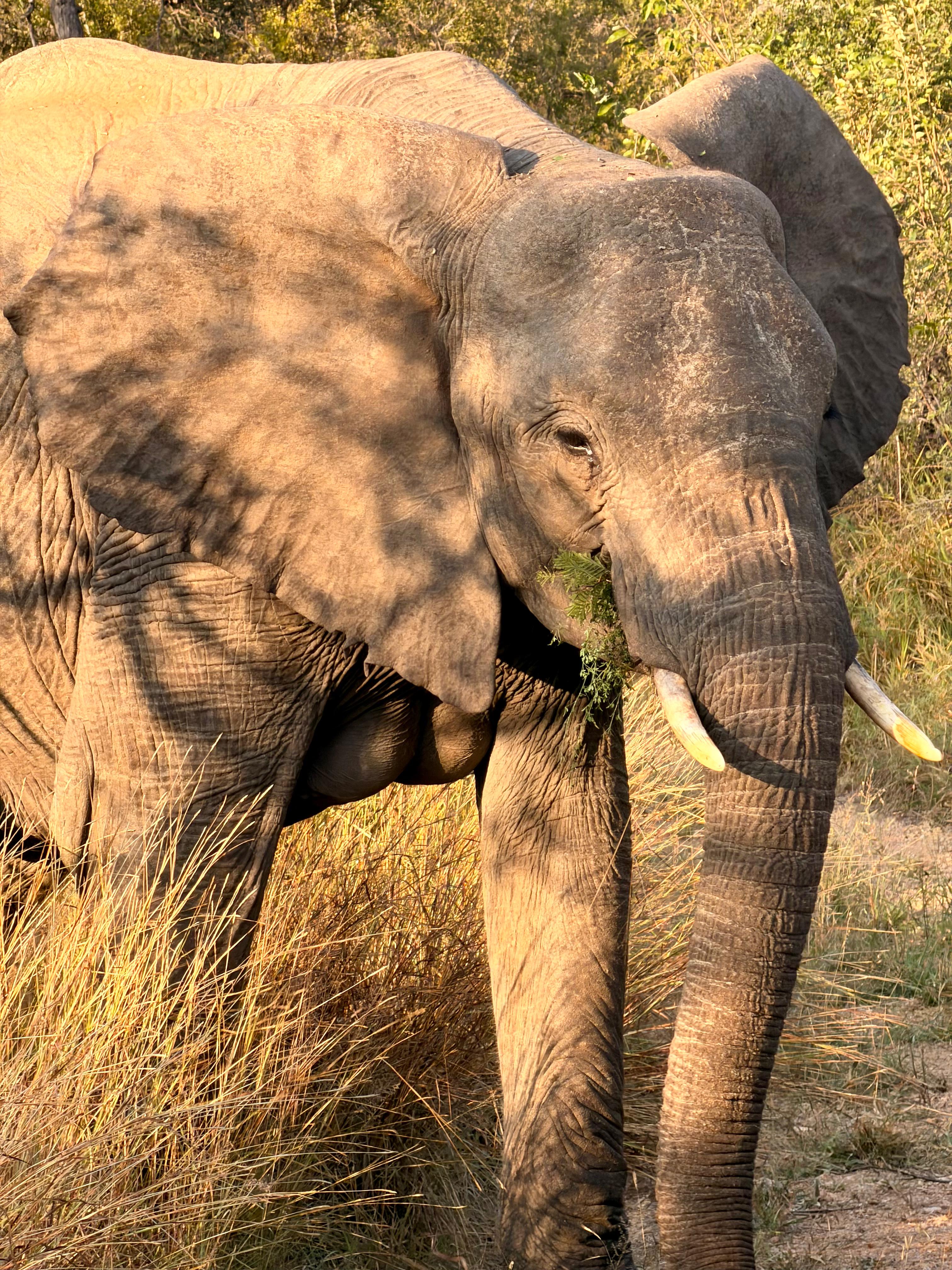 Michelle Revai - Close-up of an elephant eating some vegetation on Vikela project