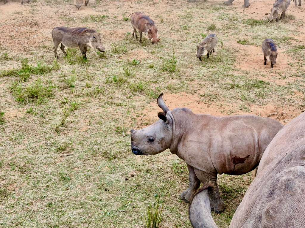 Michelle Revai - Baby rhino with warthogs at Golola Rhino Orphanage