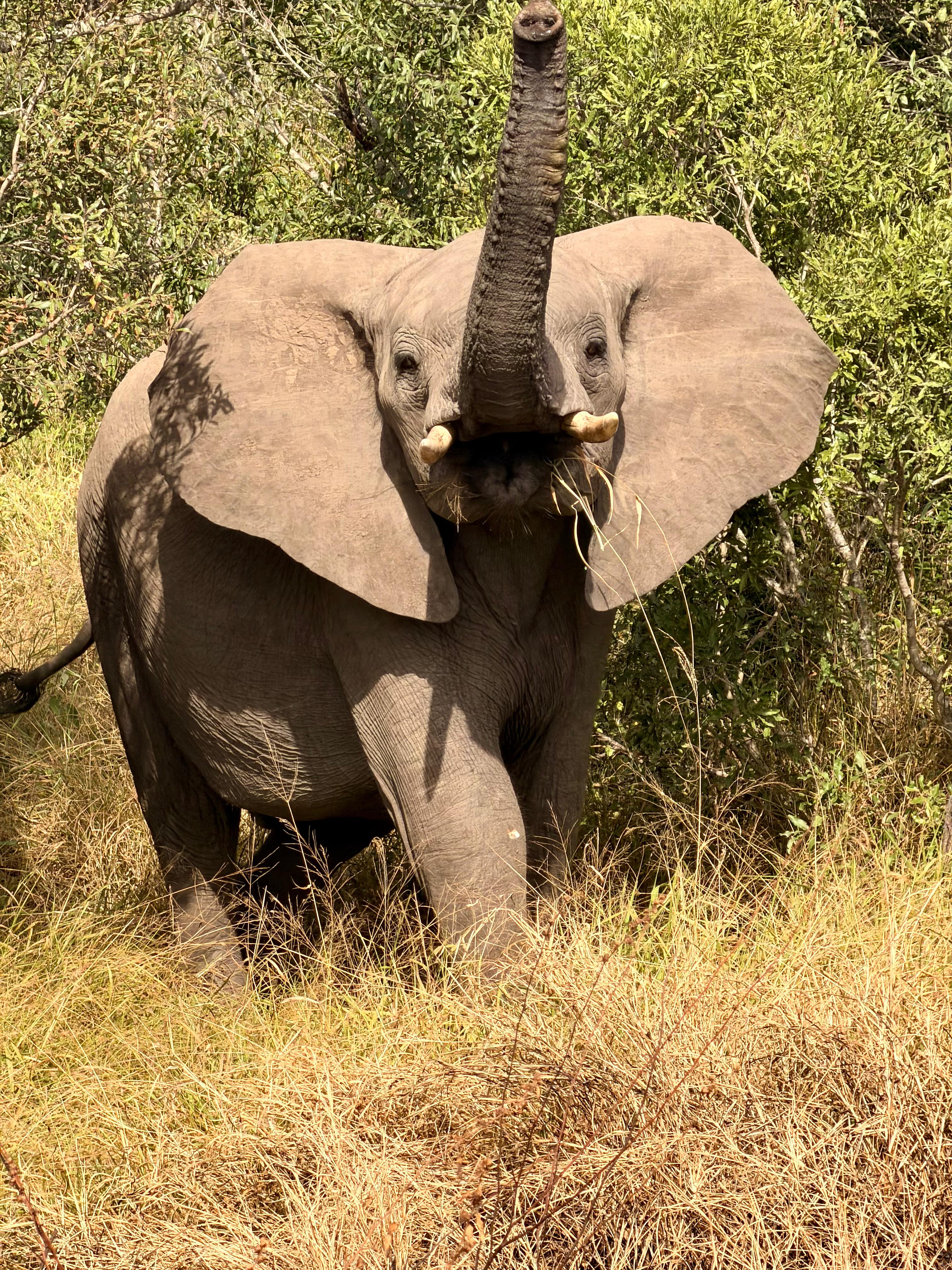 Michelle Revai - Elephant with trunk raised on Vikela project