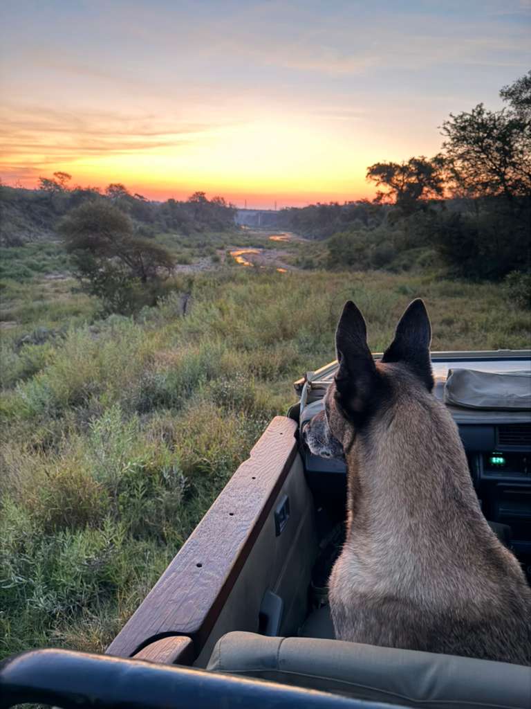 Michelle Revai - Anti-poaching dog in game drive vehicle on Vikela project at sunset