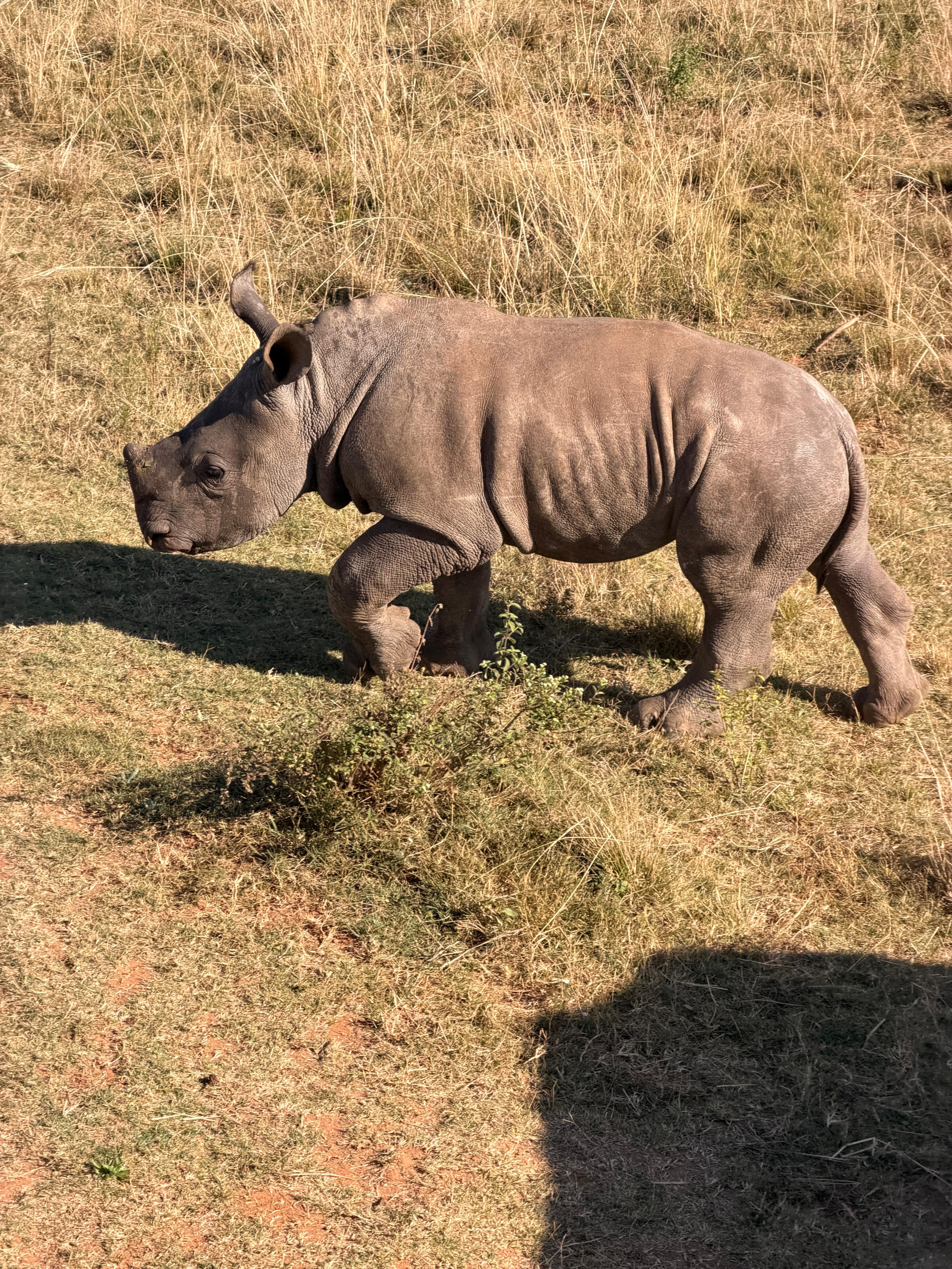 Michelle Revai - Baby Rhino at Golola Rhino Orphanage
