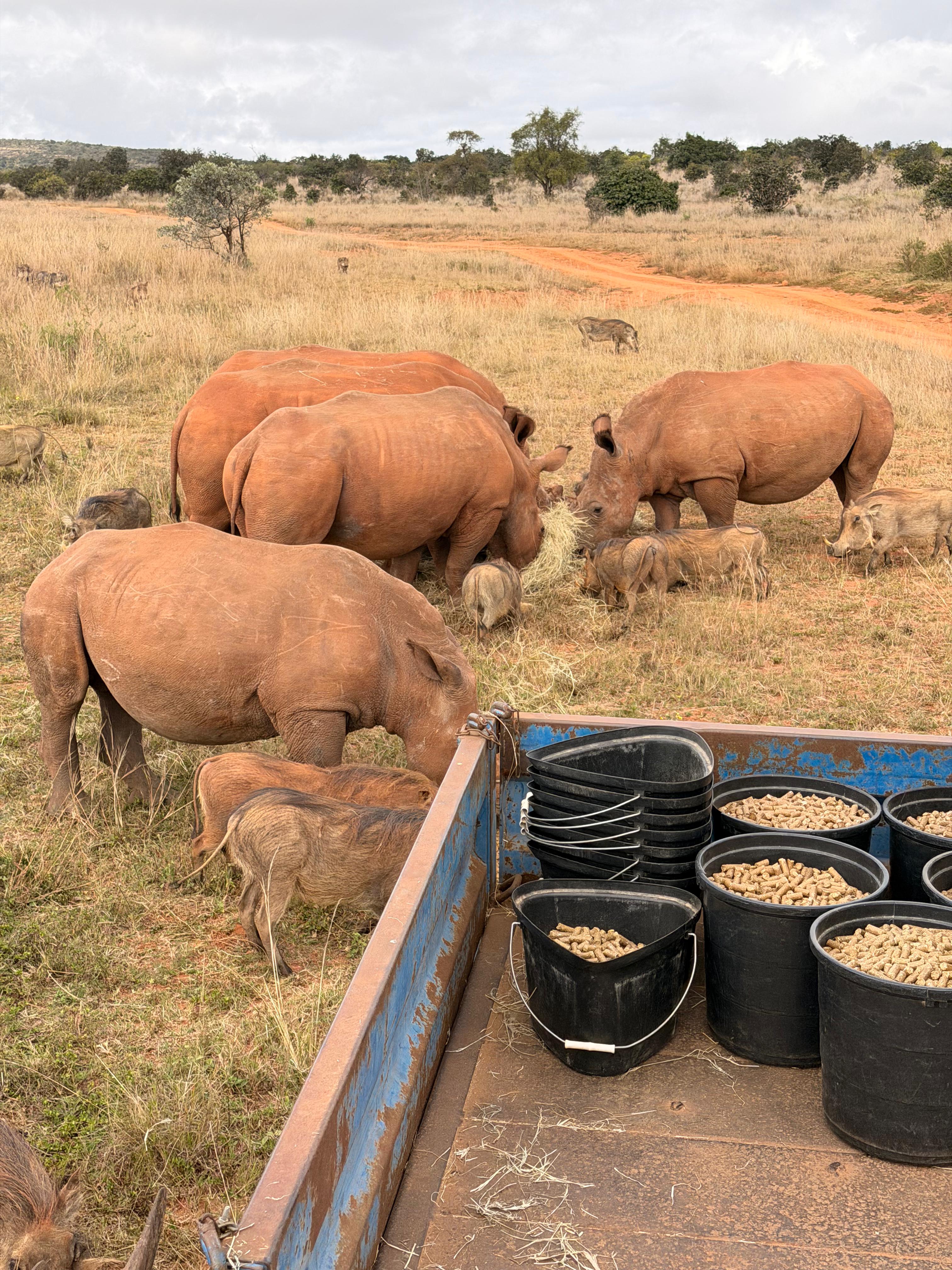 Michelle Revai - Rhinos and warthogs eating supplementary food on reserve