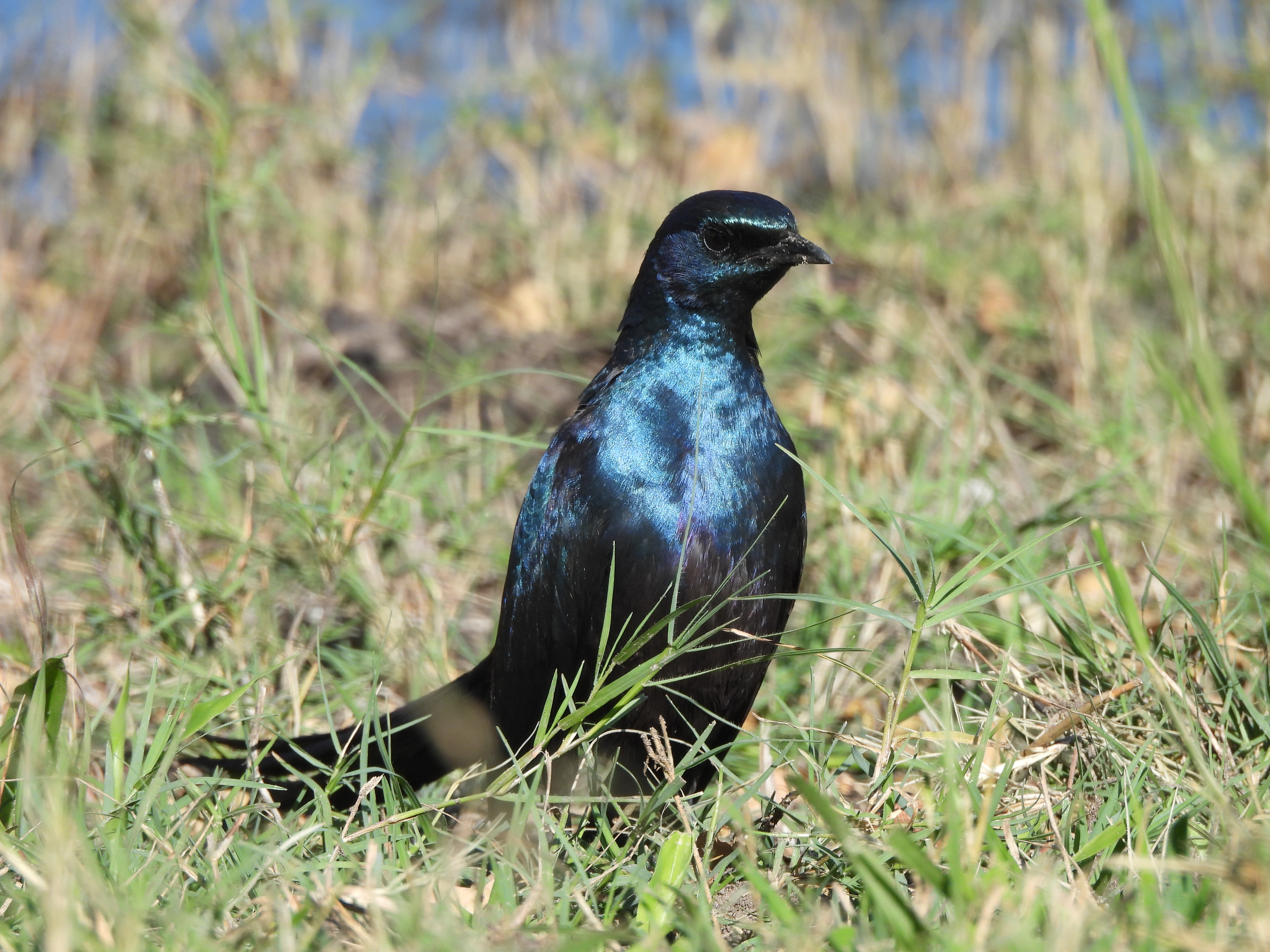 Glossy Starling bird on Okavango Wilderness Project - Charles Pfeifer