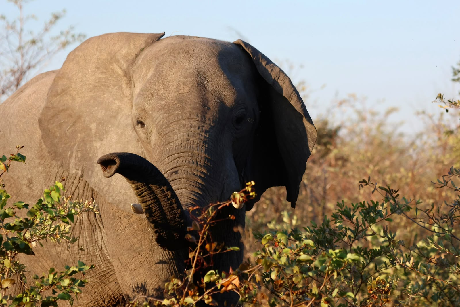 Giulia Polvara - Elephant in the bush on the Okavango project