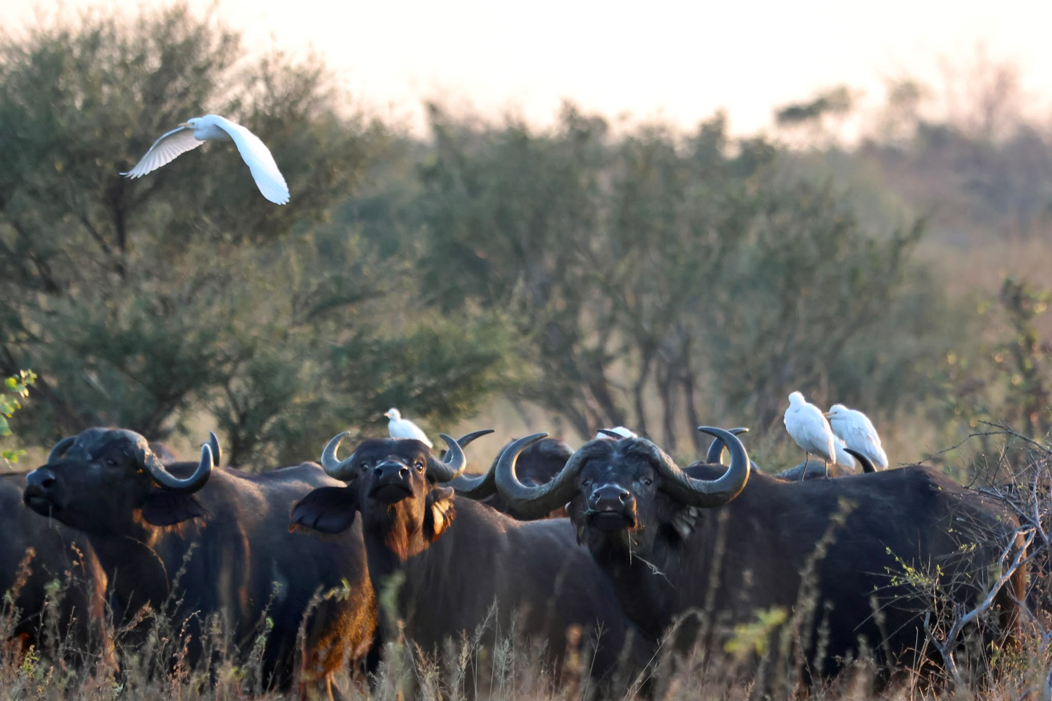 Giulia Polvara - Herd of Cape Buffalo in the Okavango