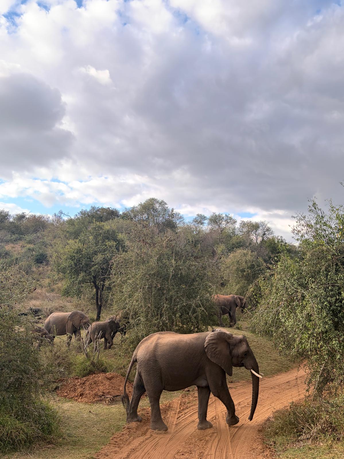 Elephants crossing the road