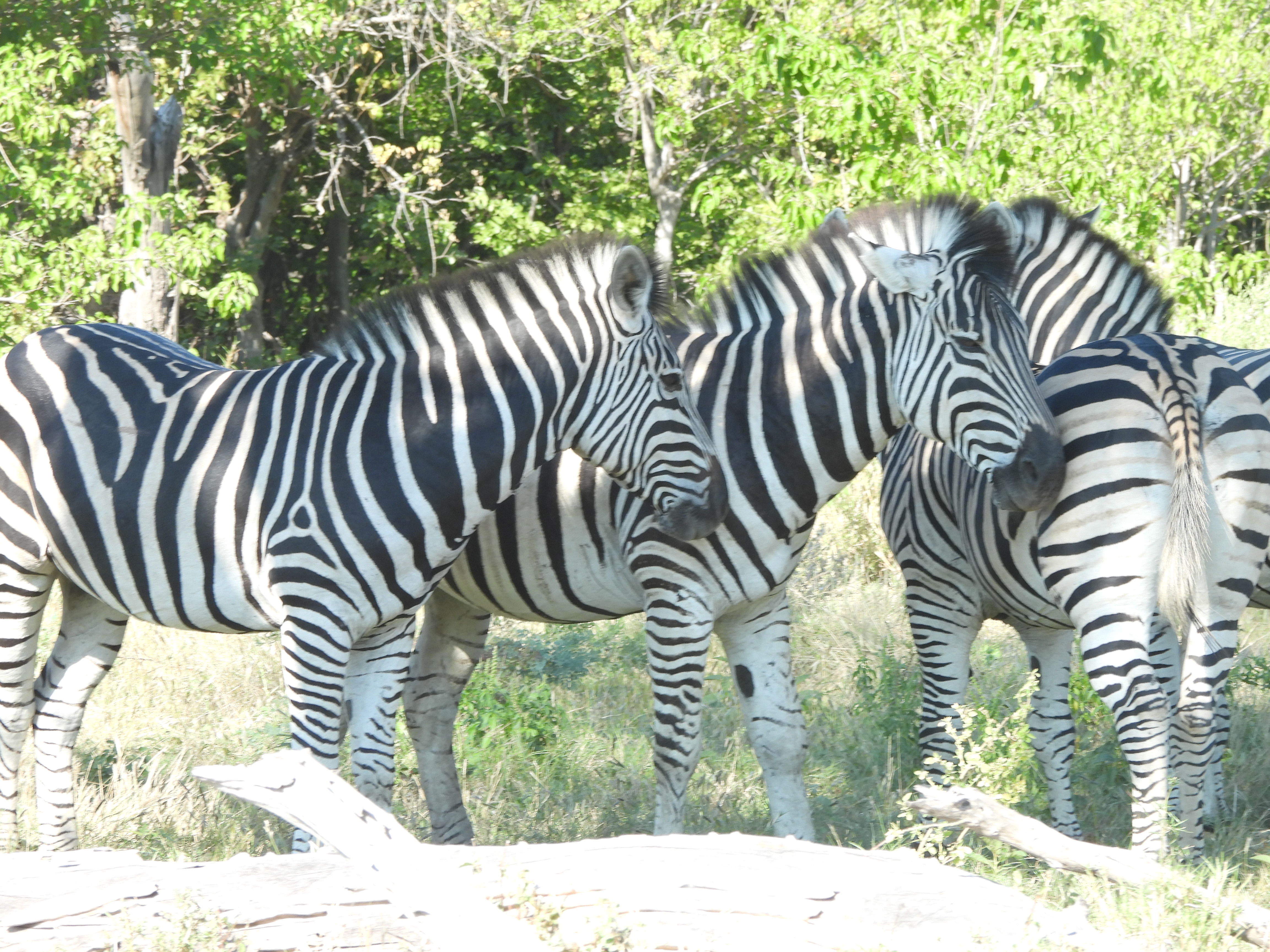 Zebra herd in the Okavango - Charles Pfeifer