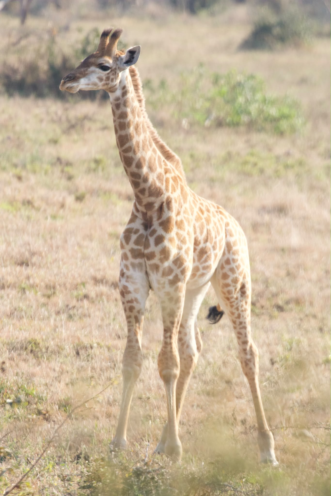 Baby Giraffe at Moholoholo project - Shaan Purohit
