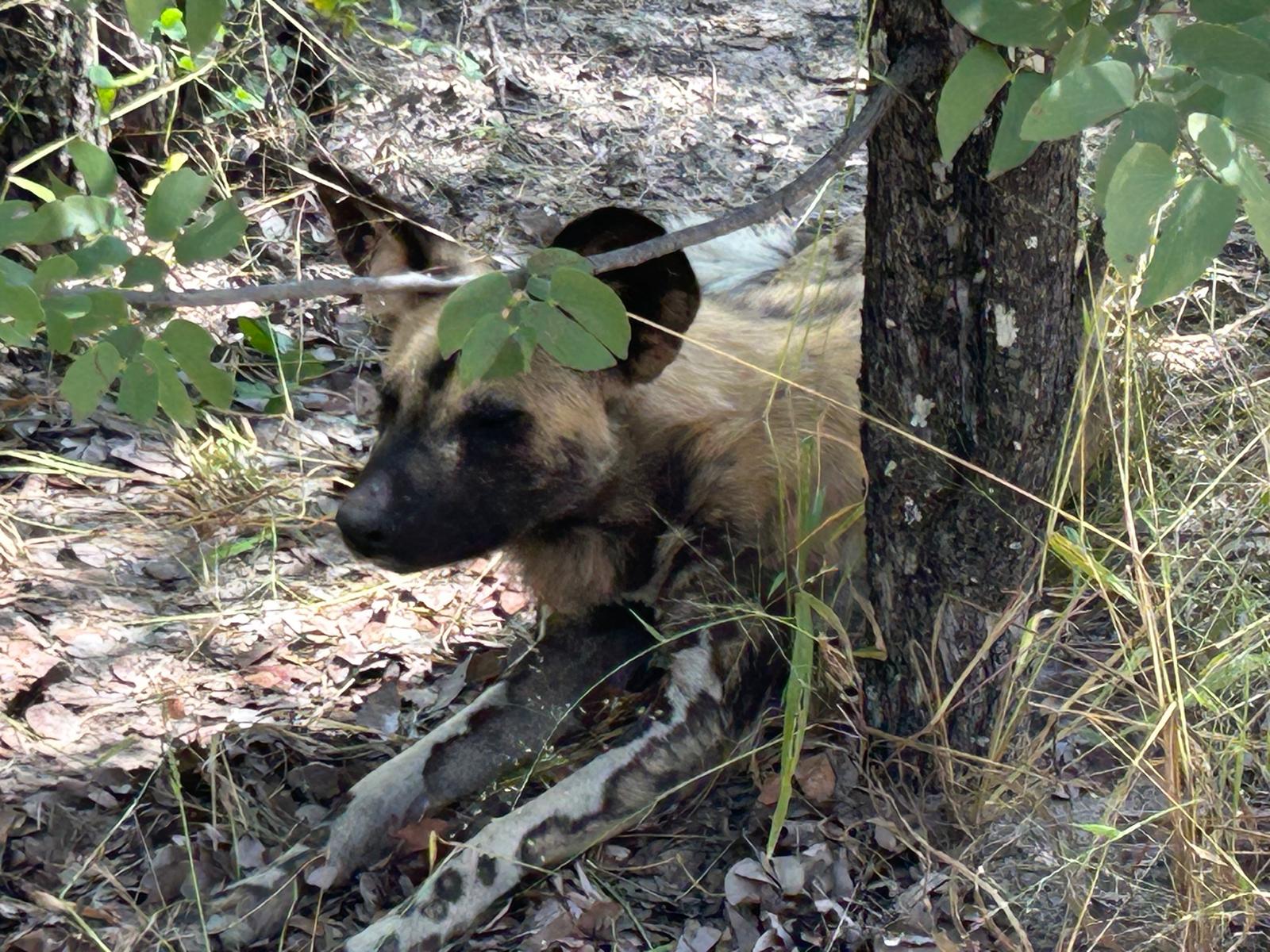 Wild Dog 