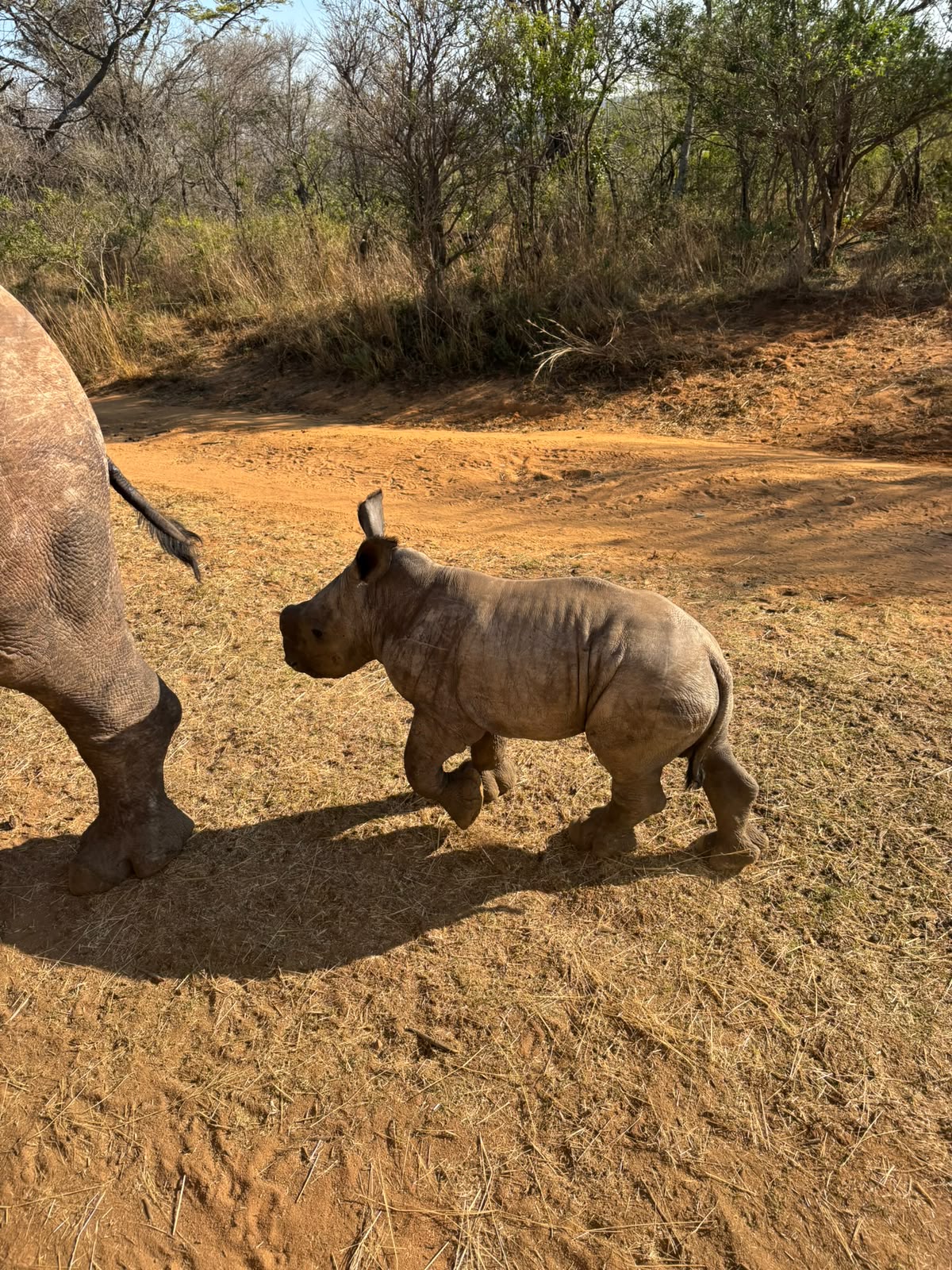 Baby rhino following it's mother at Golola - Hanna Wenngren