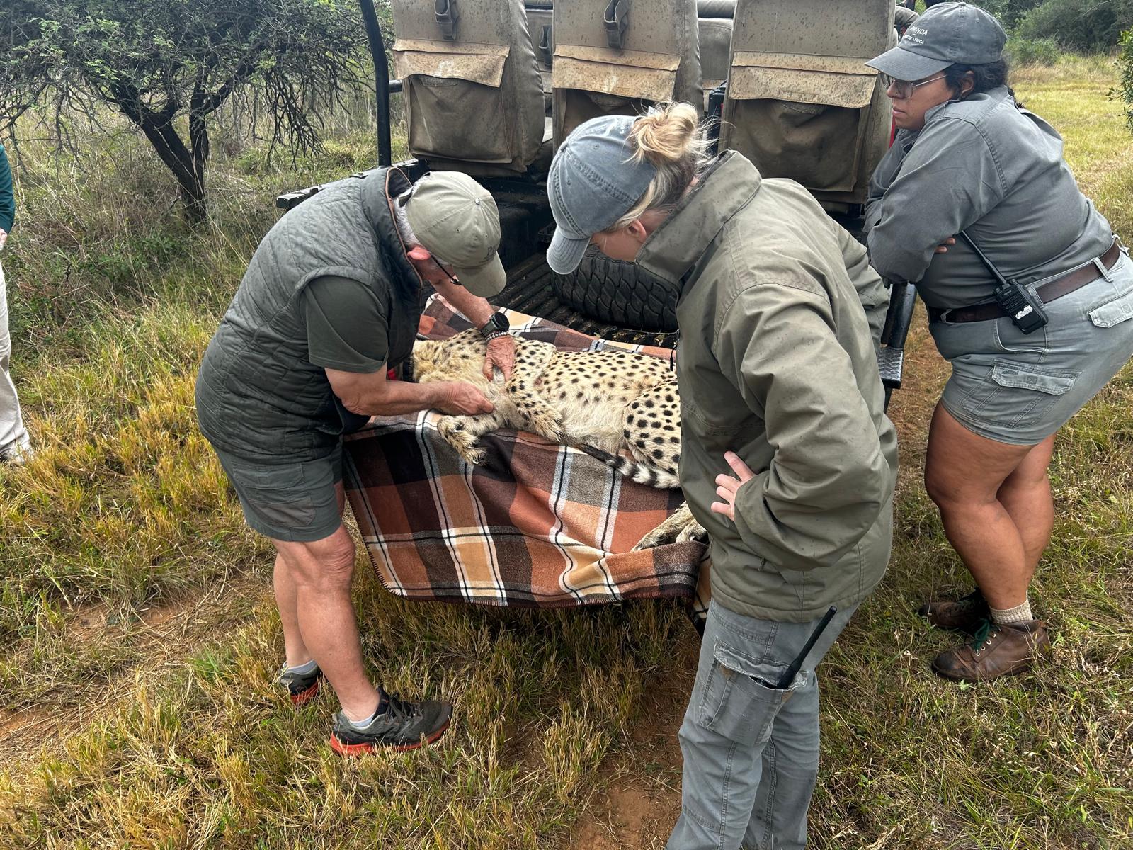 Veterinary Treating Cheetahs
