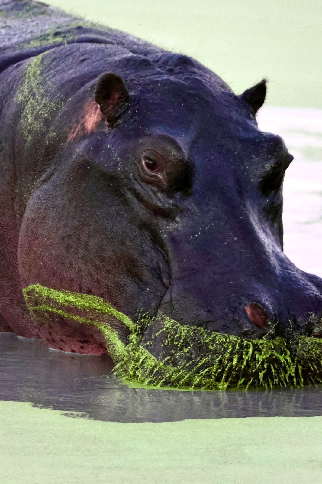 Giulia Polvara - Close-up photo of a hippo in the water of the Okavango delta